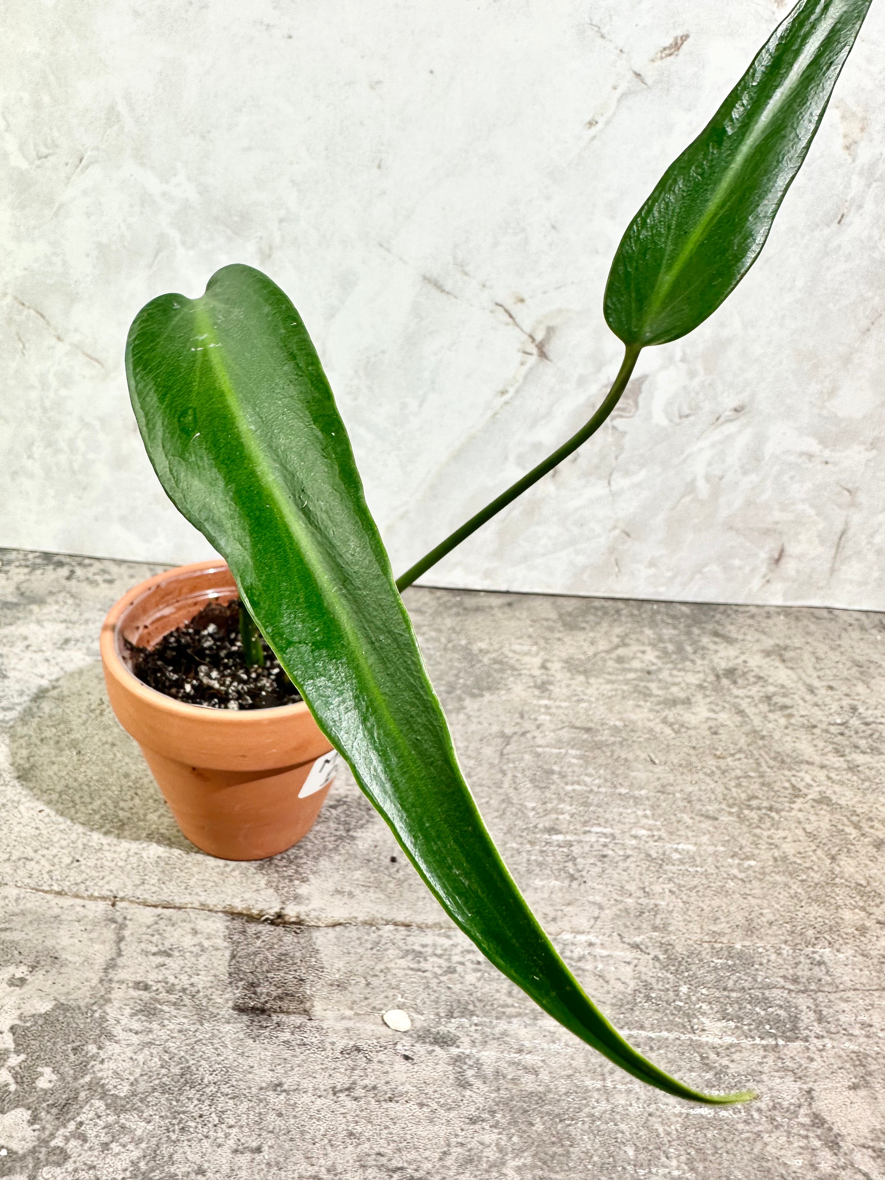 Monstera burle Marx Flame rooting in soil 2 leaves top cutting