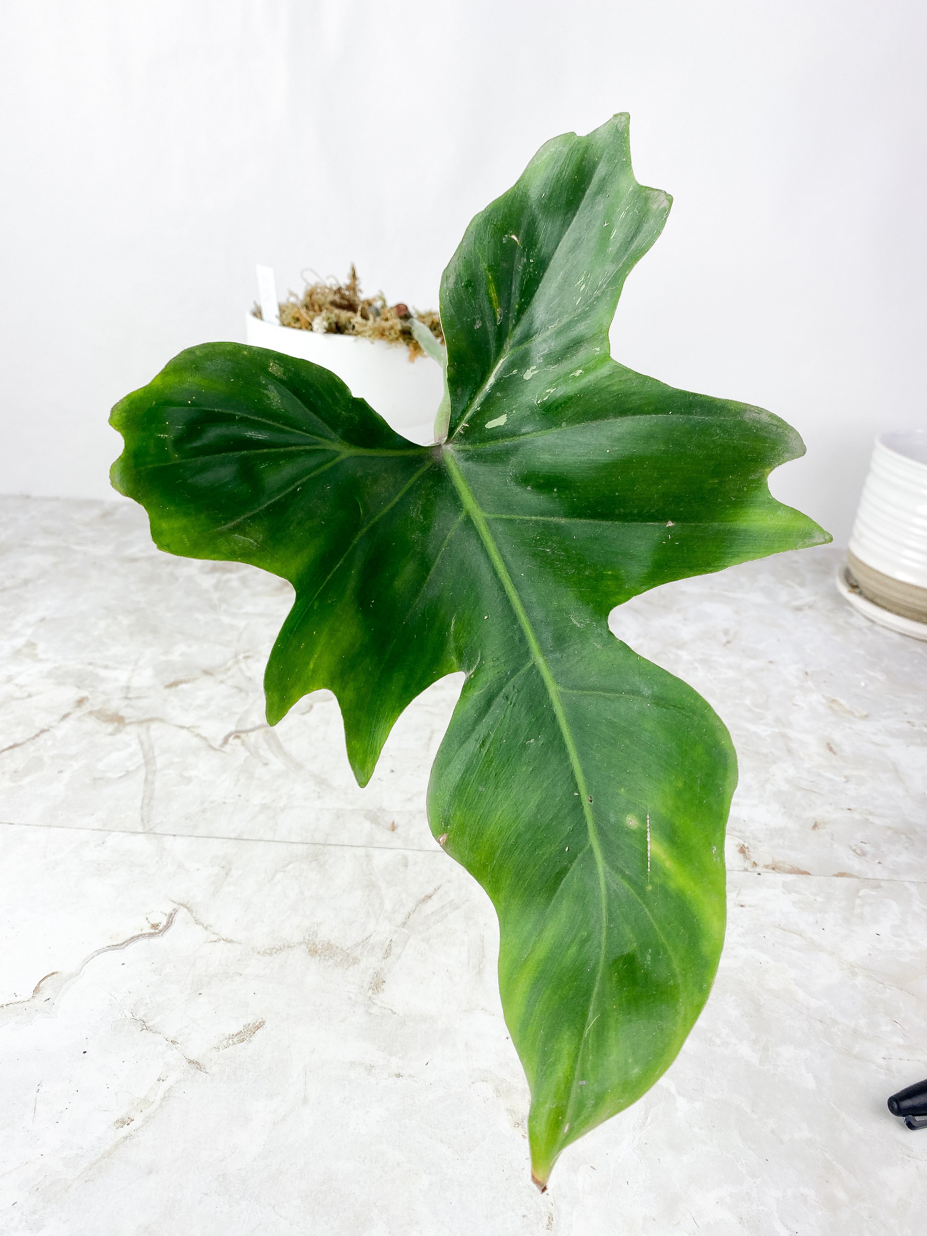 Philodendron Golden Dragon Rooted 1 big leaf 13"