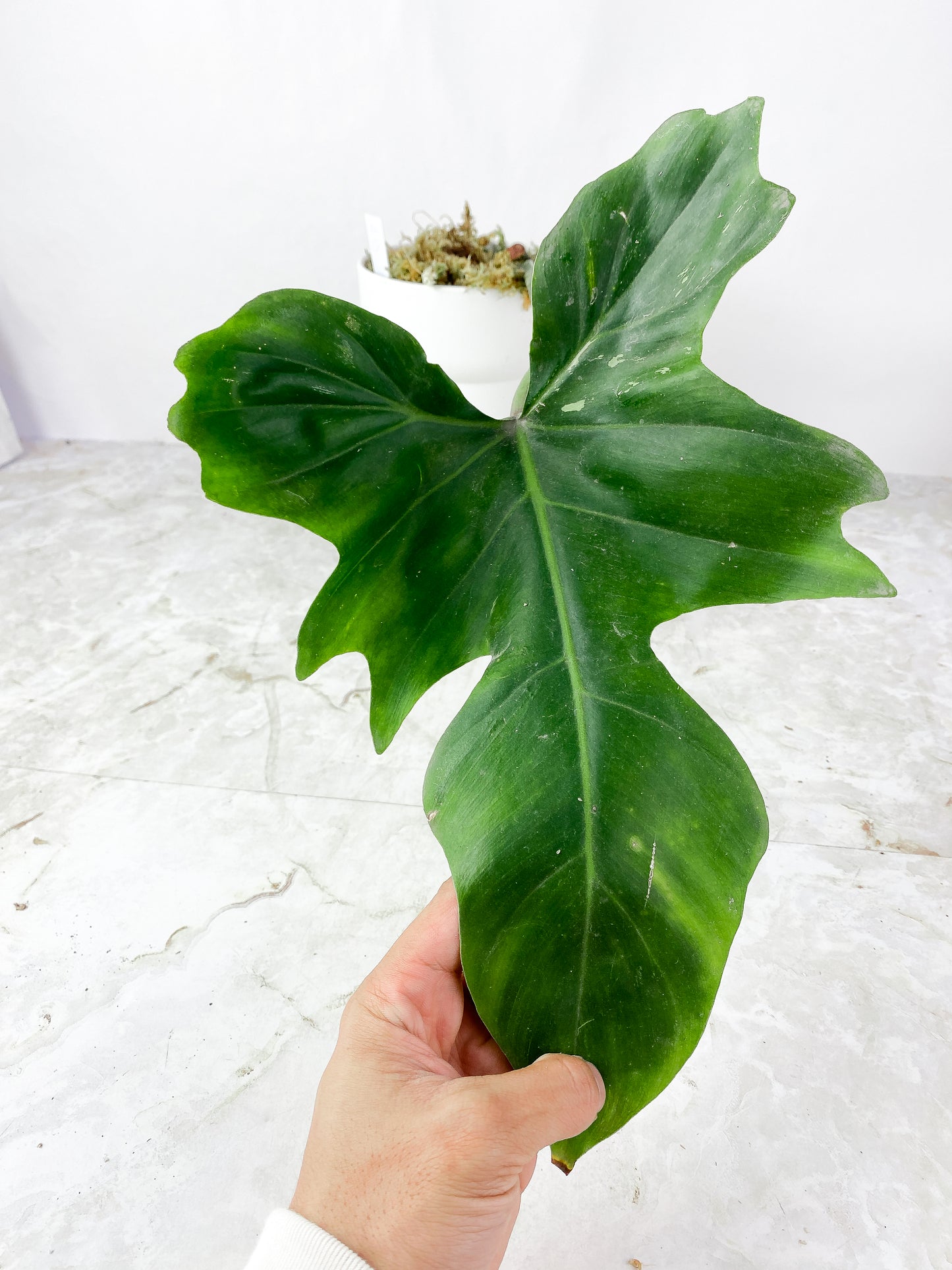 Philodendron Golden Dragon Rooted 1 big leaf 13"