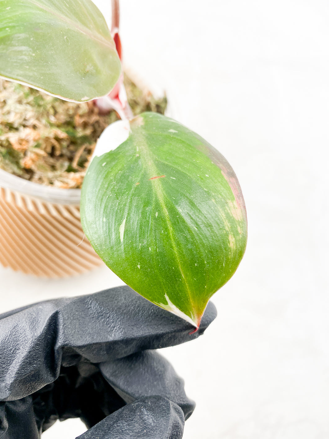 Philodendron White Knight  tricolor 3 leaves rooted