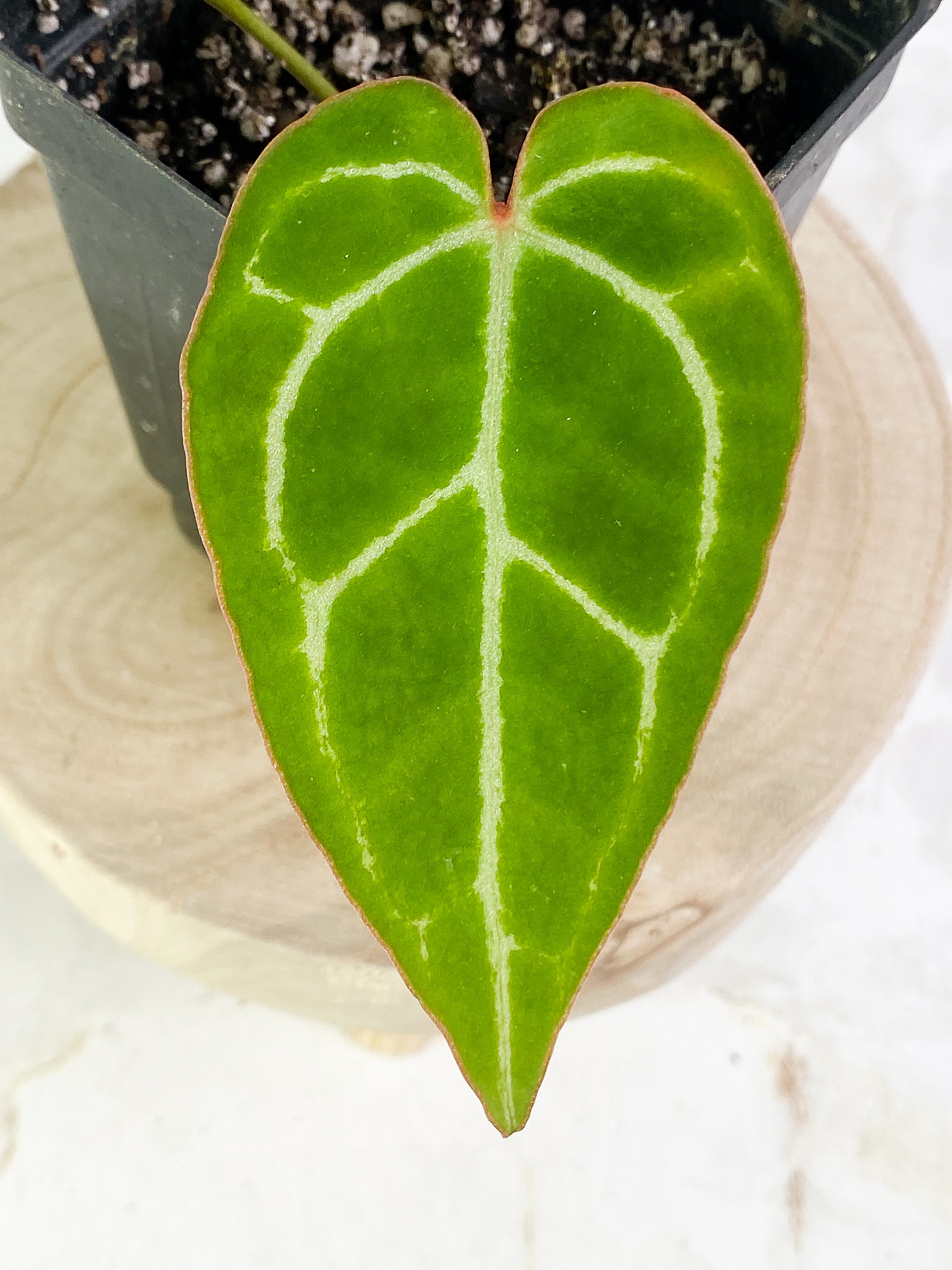 Anthurium 2 leaves slightly rooted