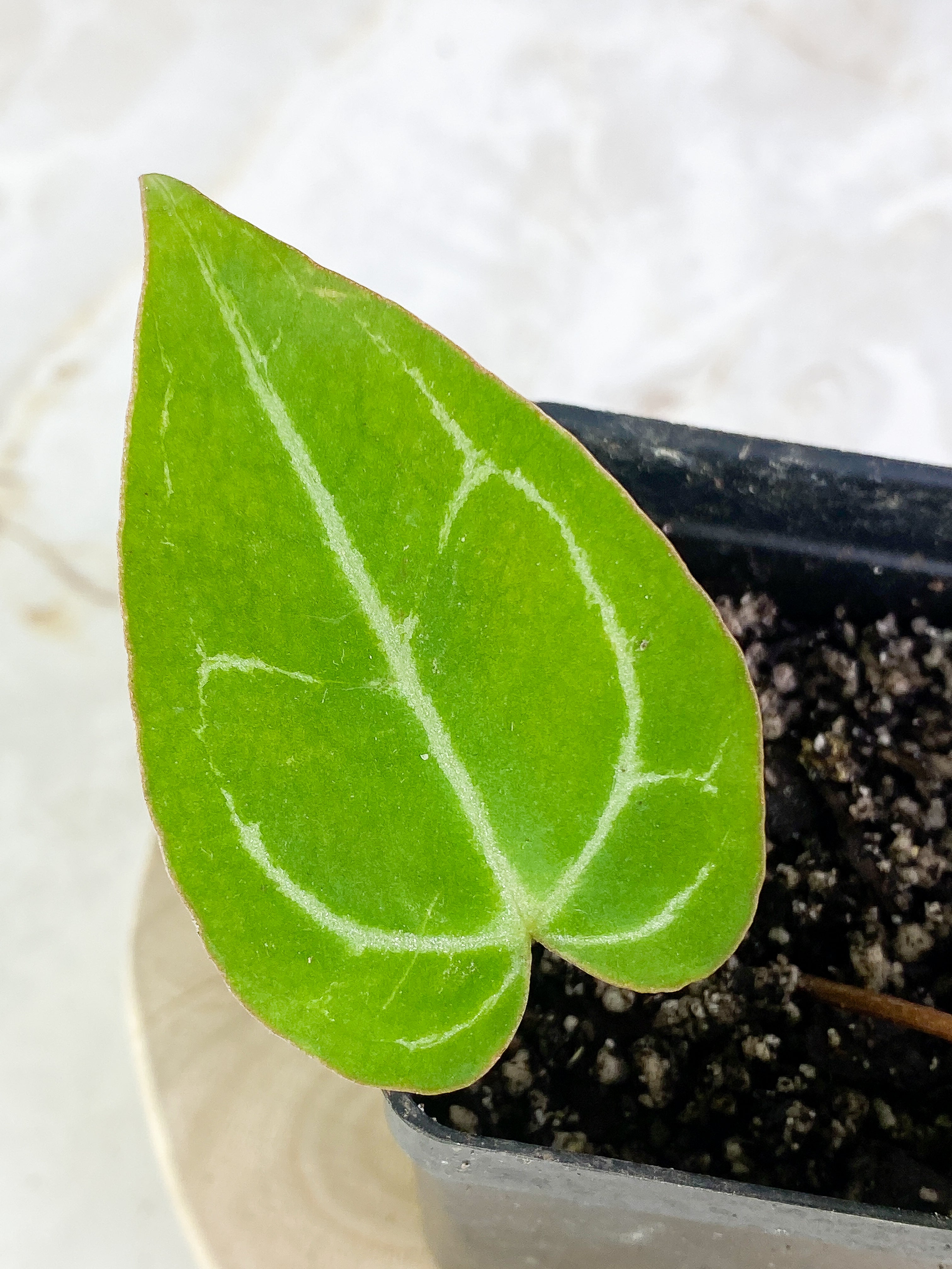 Anthurium 2 leaves slightly rooted