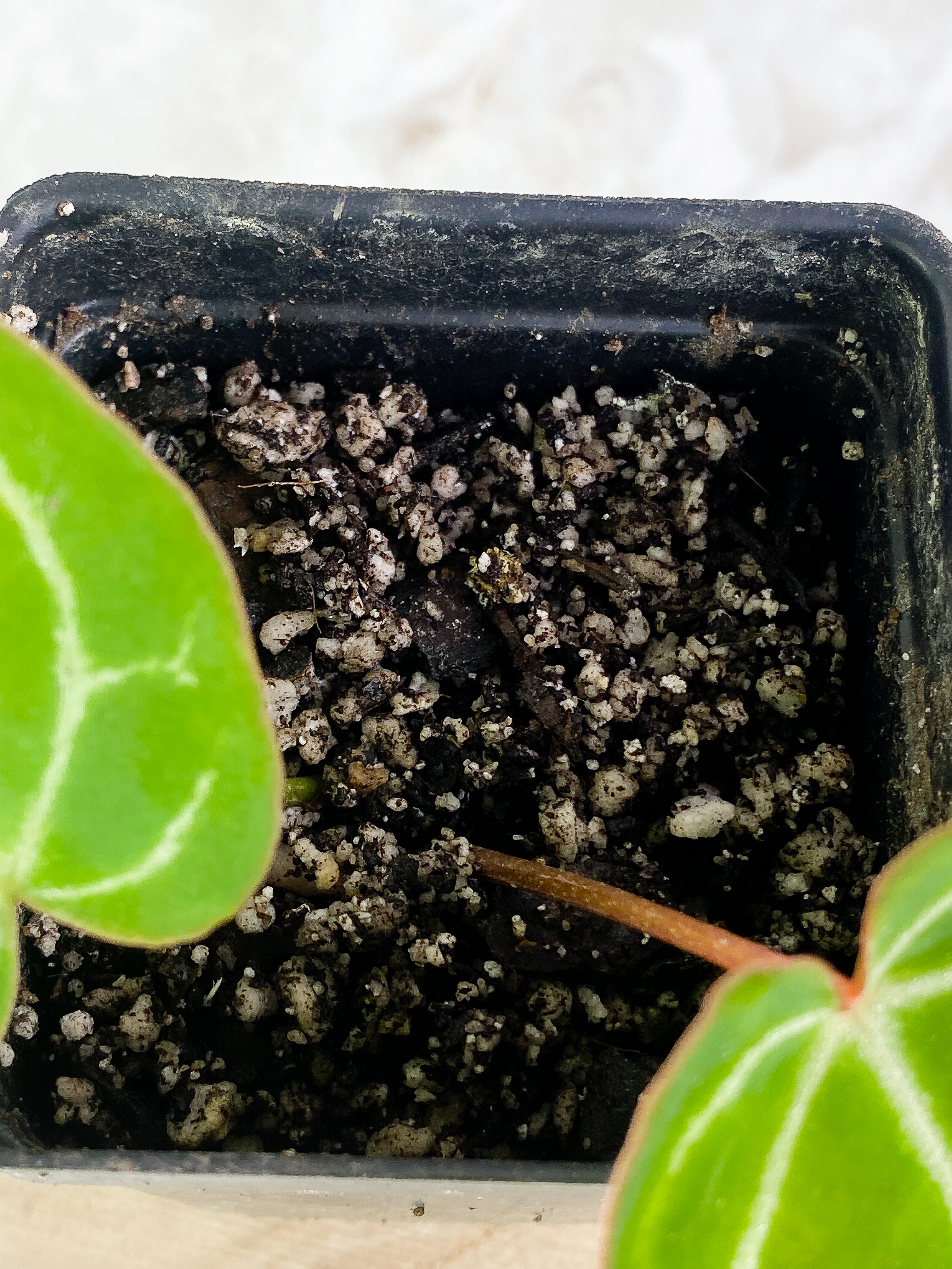 Anthurium 2 leaves slightly rooted