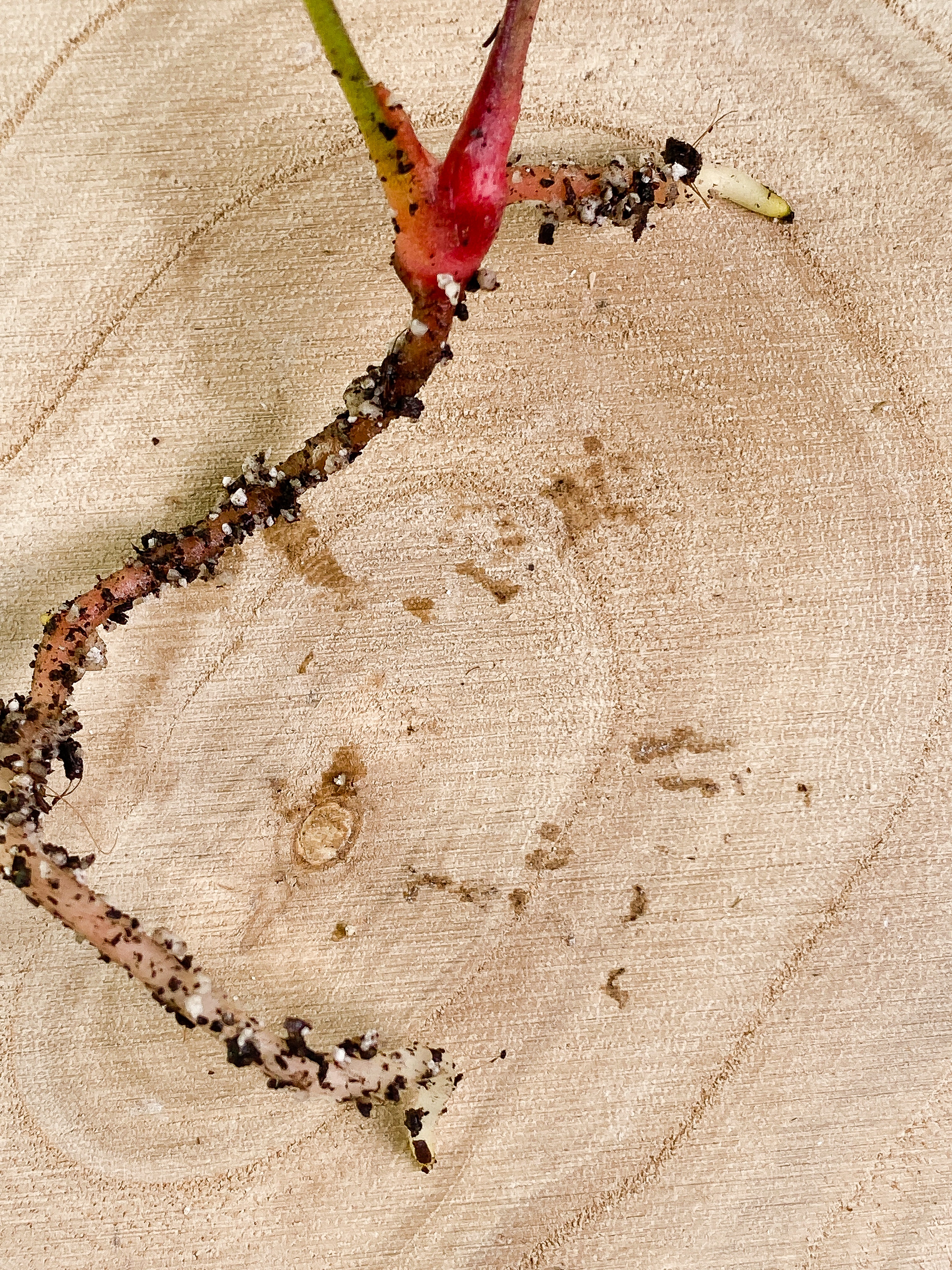 Anthurium 2 leaves slightly rooted