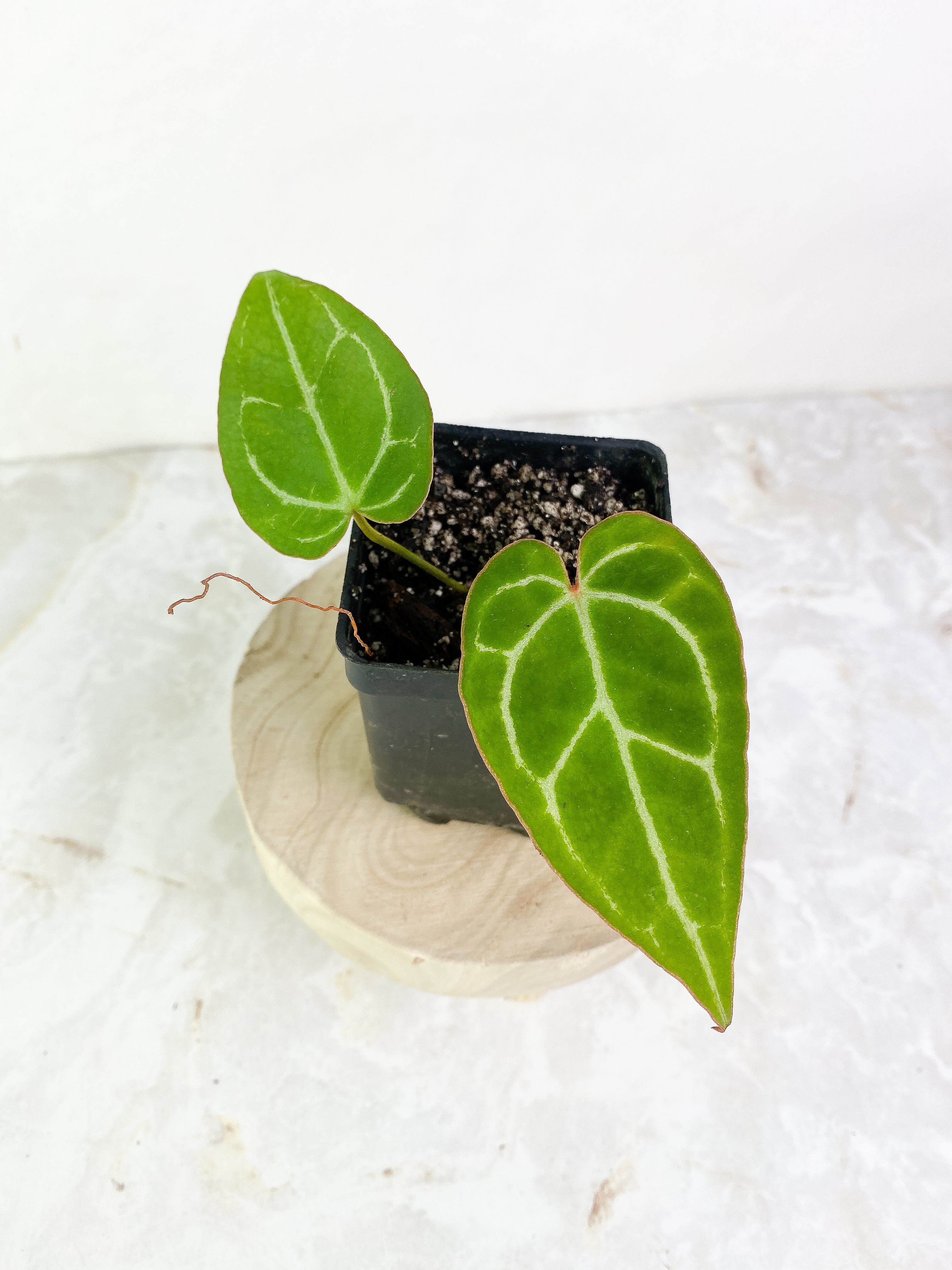 Anthurium 2 leaves slightly rooted