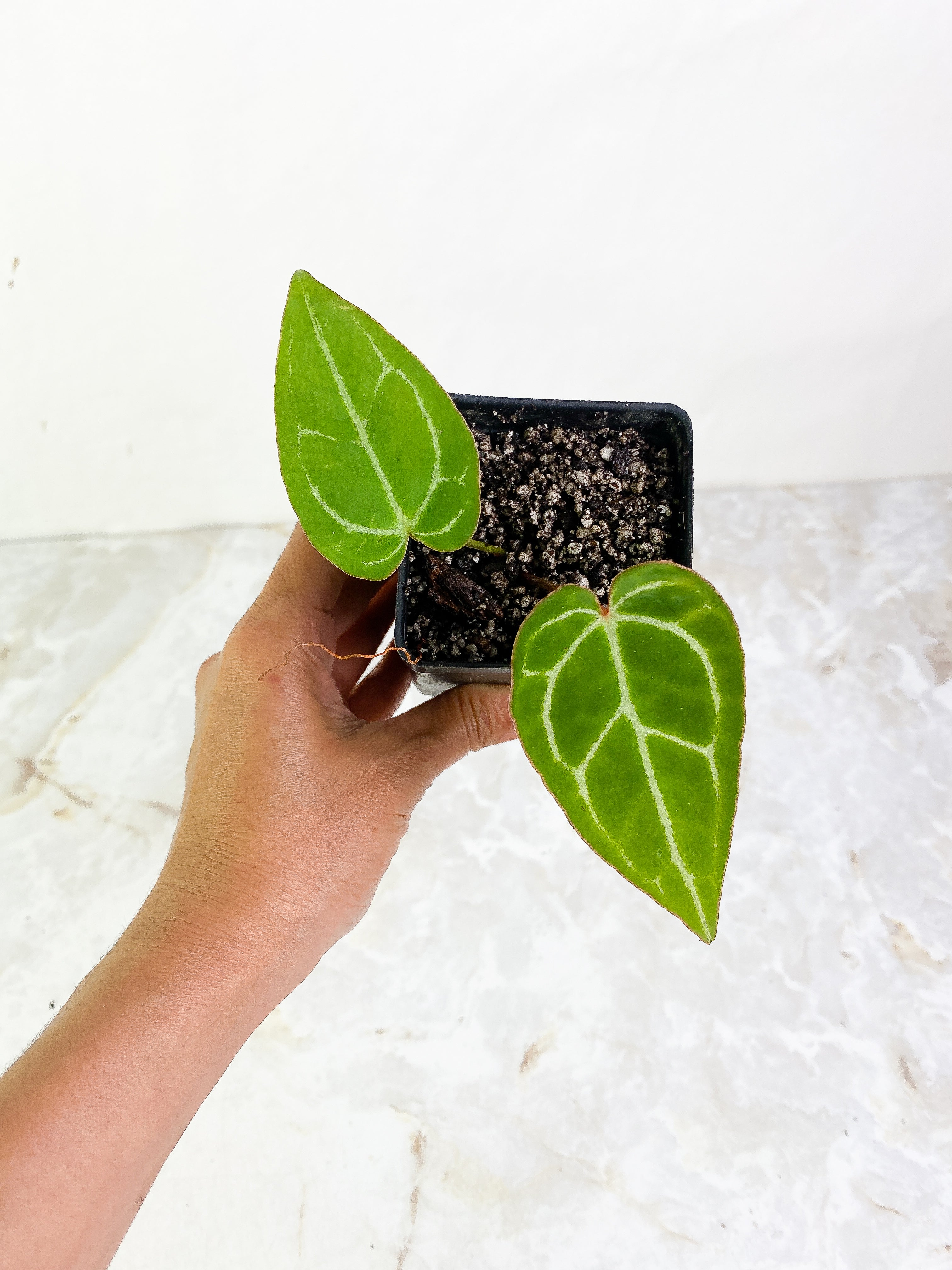 Anthurium 2 leaves slightly rooted