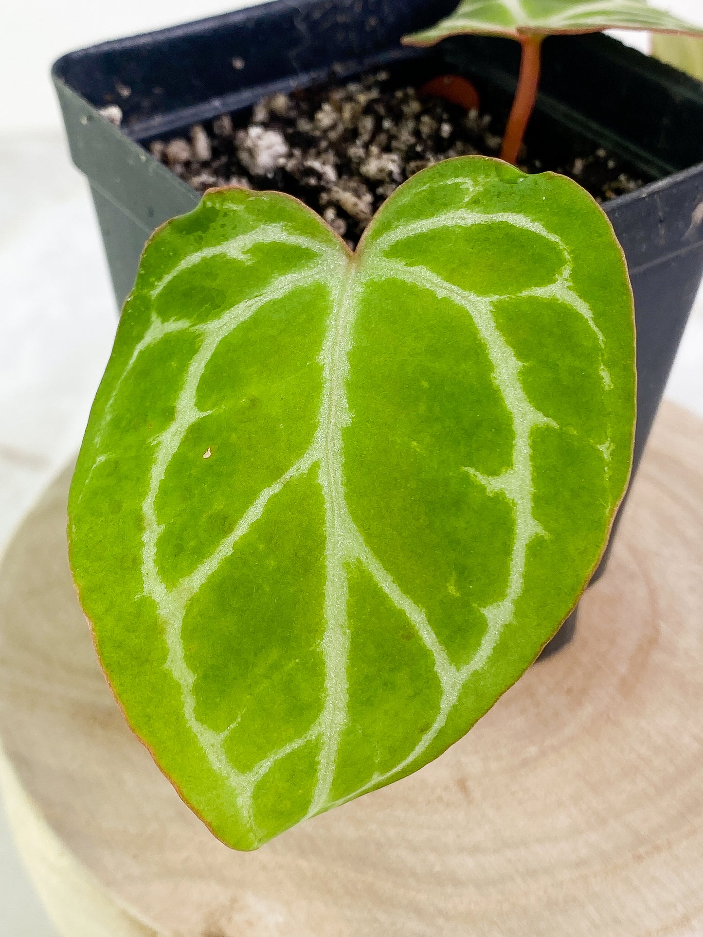 Anthurium 2 leaves & 1 sprout rooting