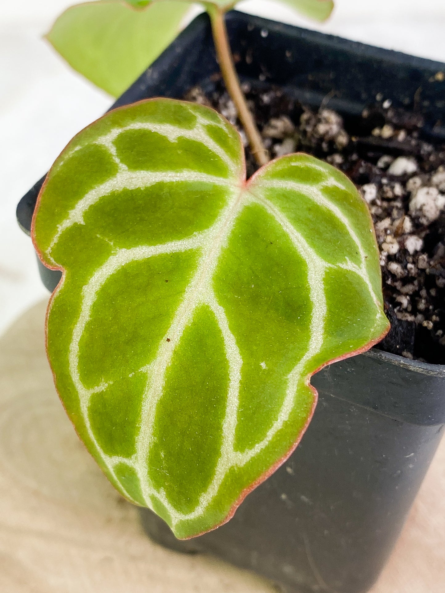 Anthurium 2 leaves & 1 sprout rooting