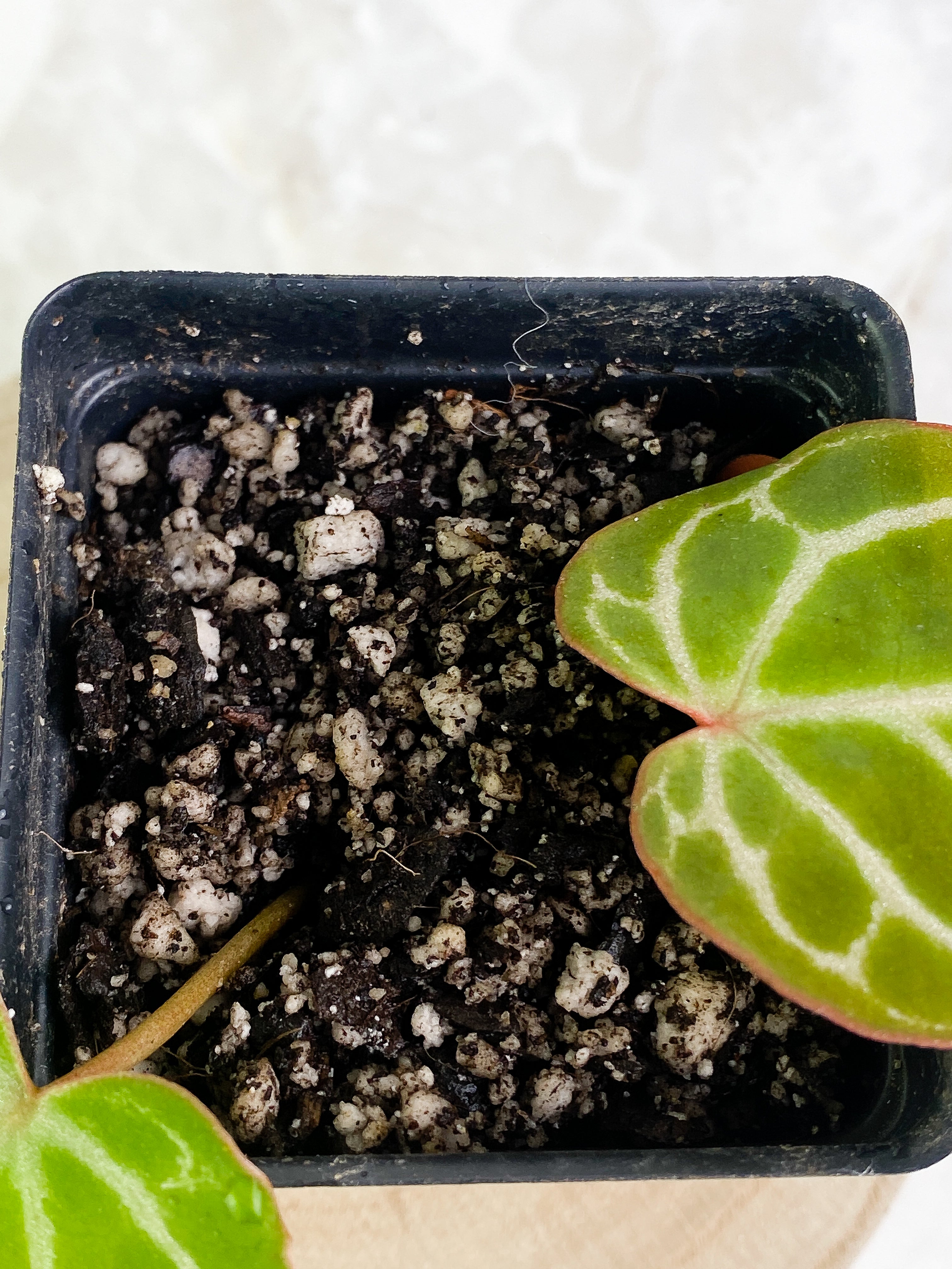 Anthurium 2 leaves & 1 sprout rooting