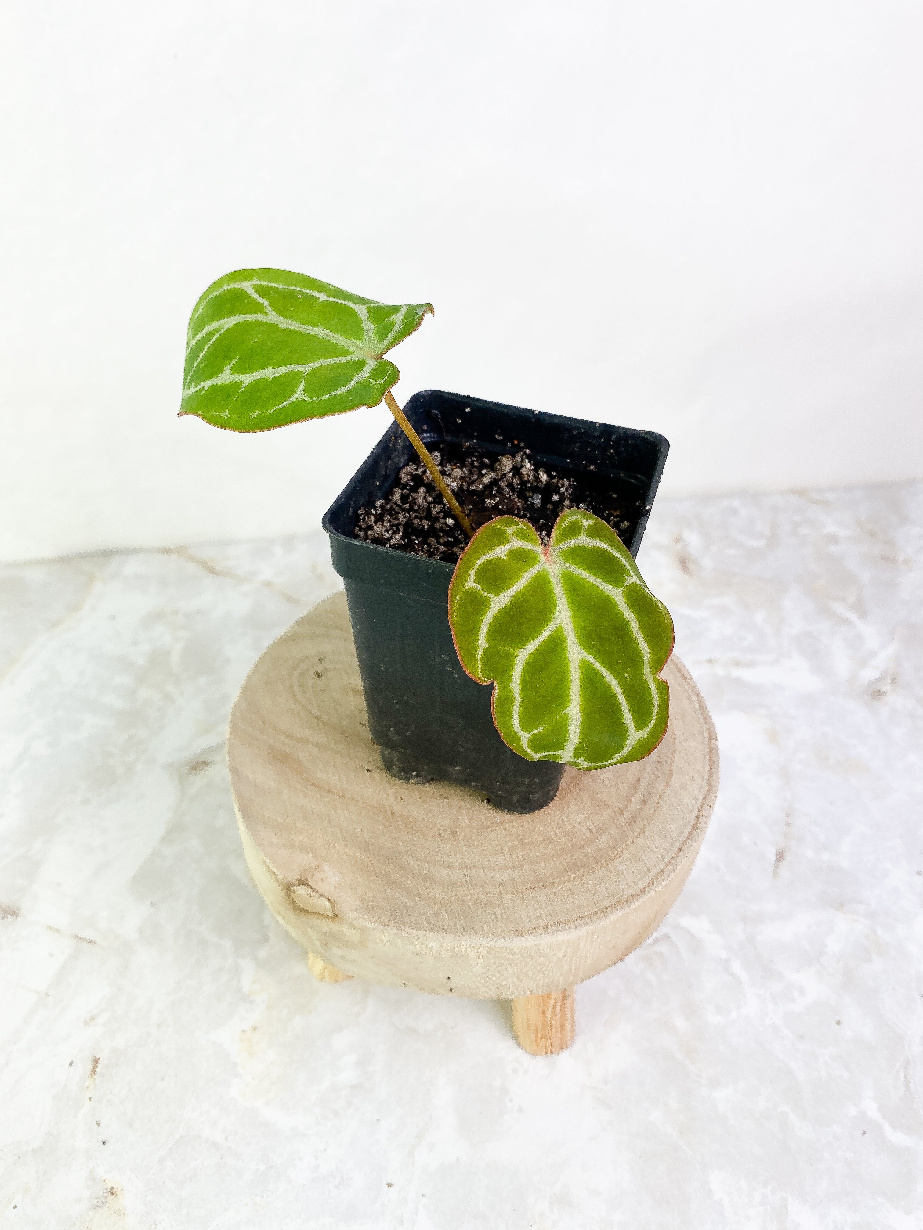 Anthurium 2 leaves & 1 sprout rooting