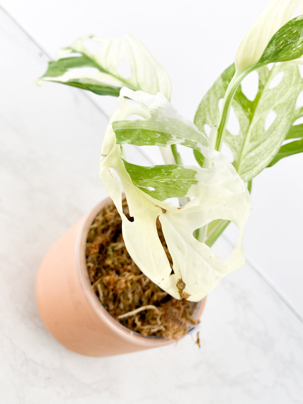 Monstera adansonii variegated 5 leaves slightly rooted