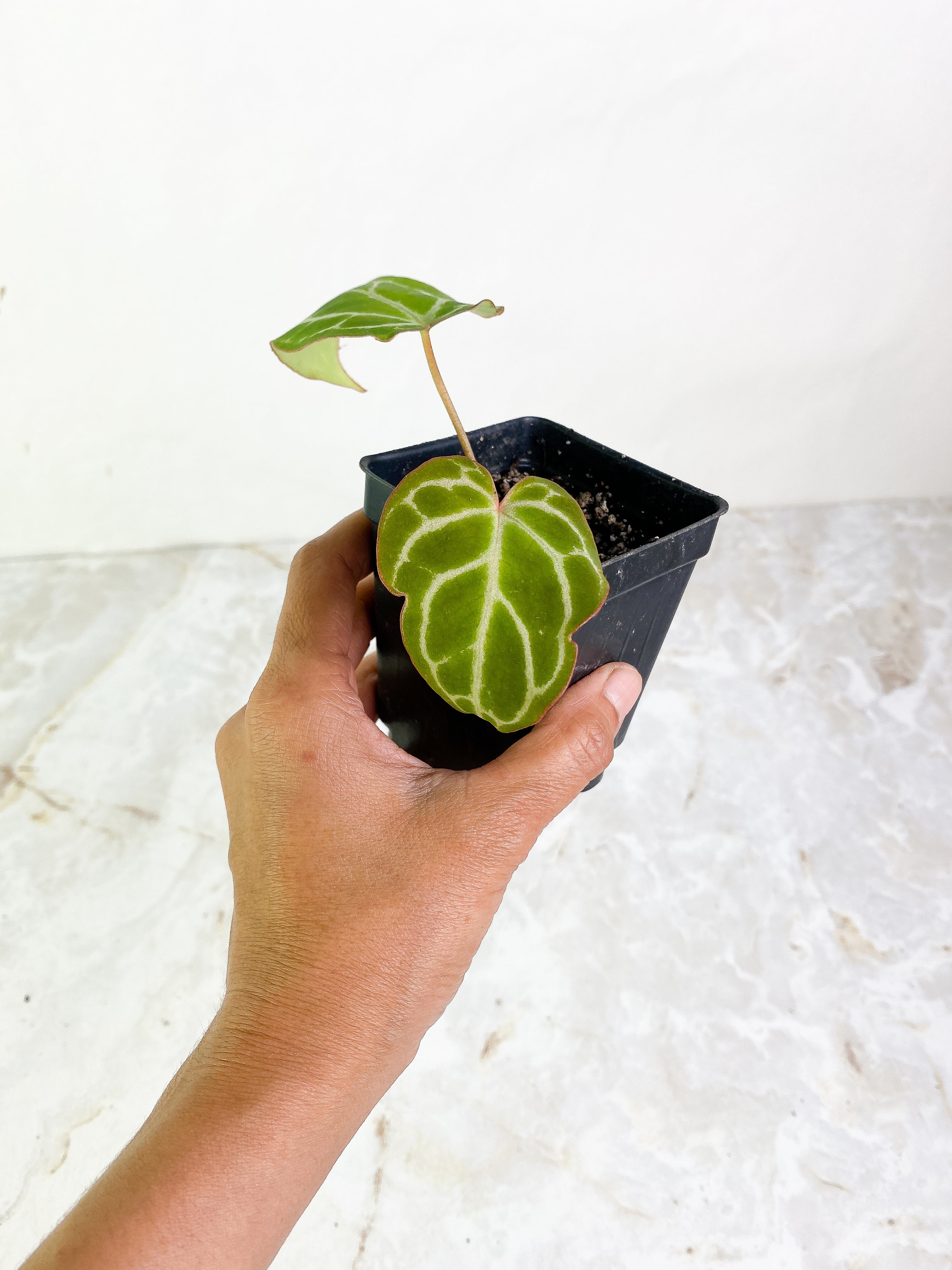 Anthurium 2 leaves & 1 sprout rooting