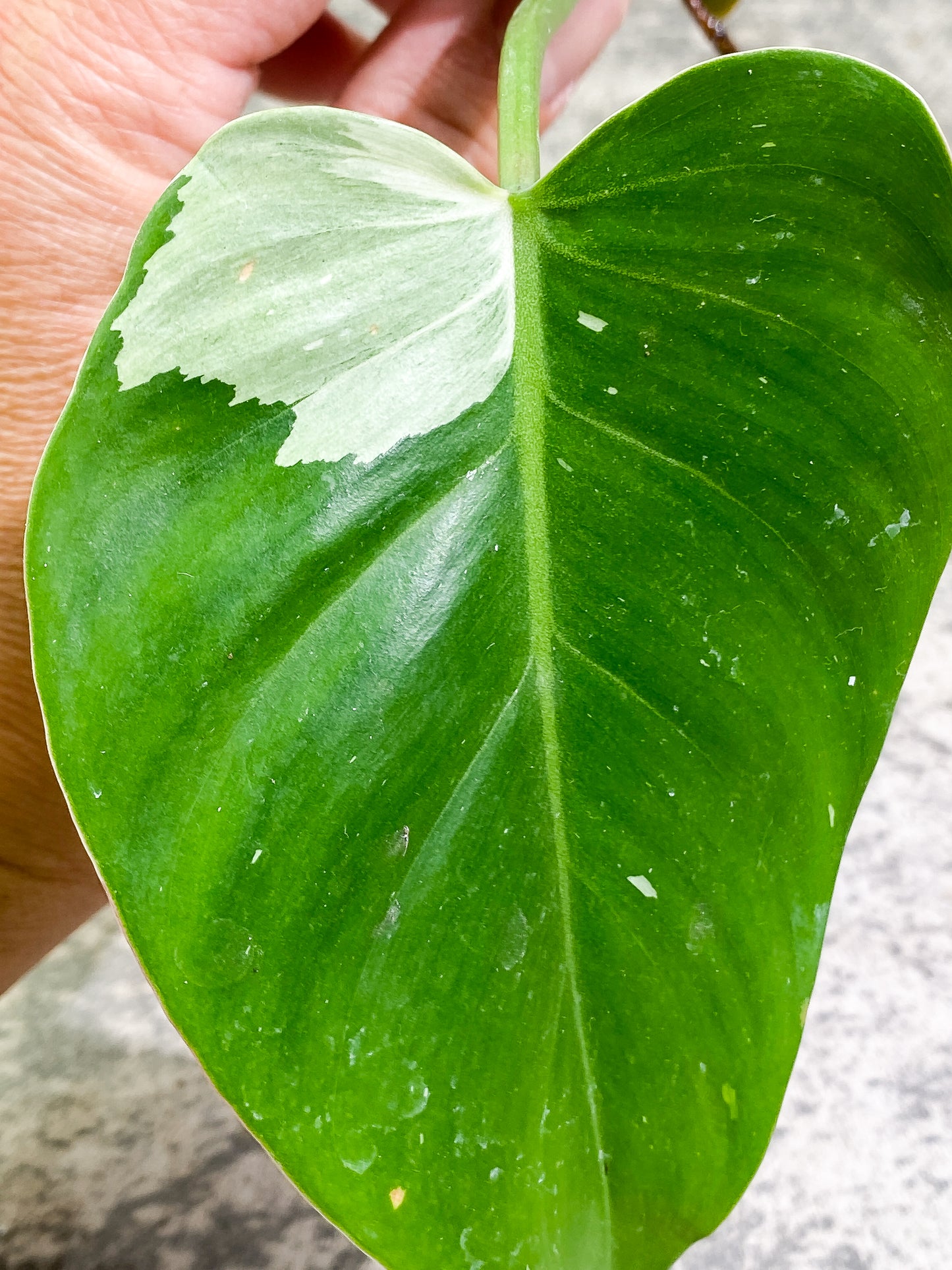 Philodendron White Princess 1 leaf Rooting