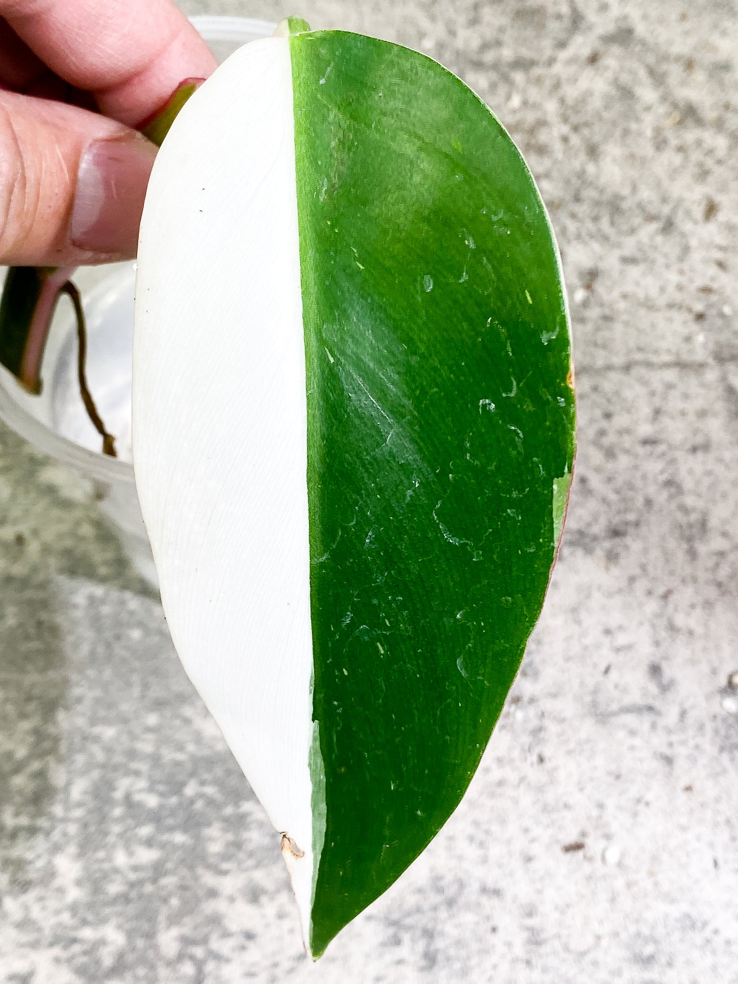 Philodendron White Princess 1 leaf Rooting Half Moon
