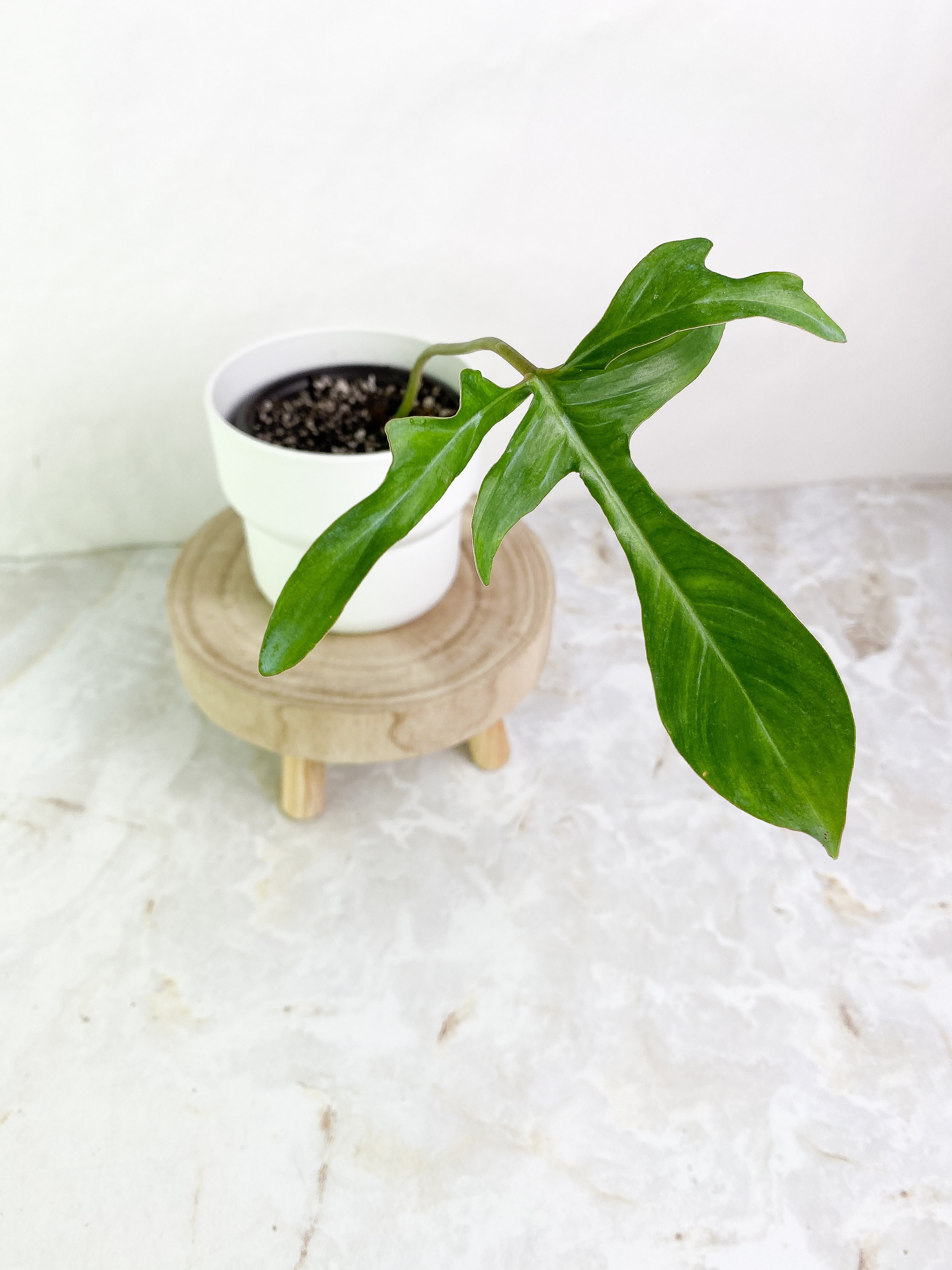 Philodendron gladhand 1 leaf rooting