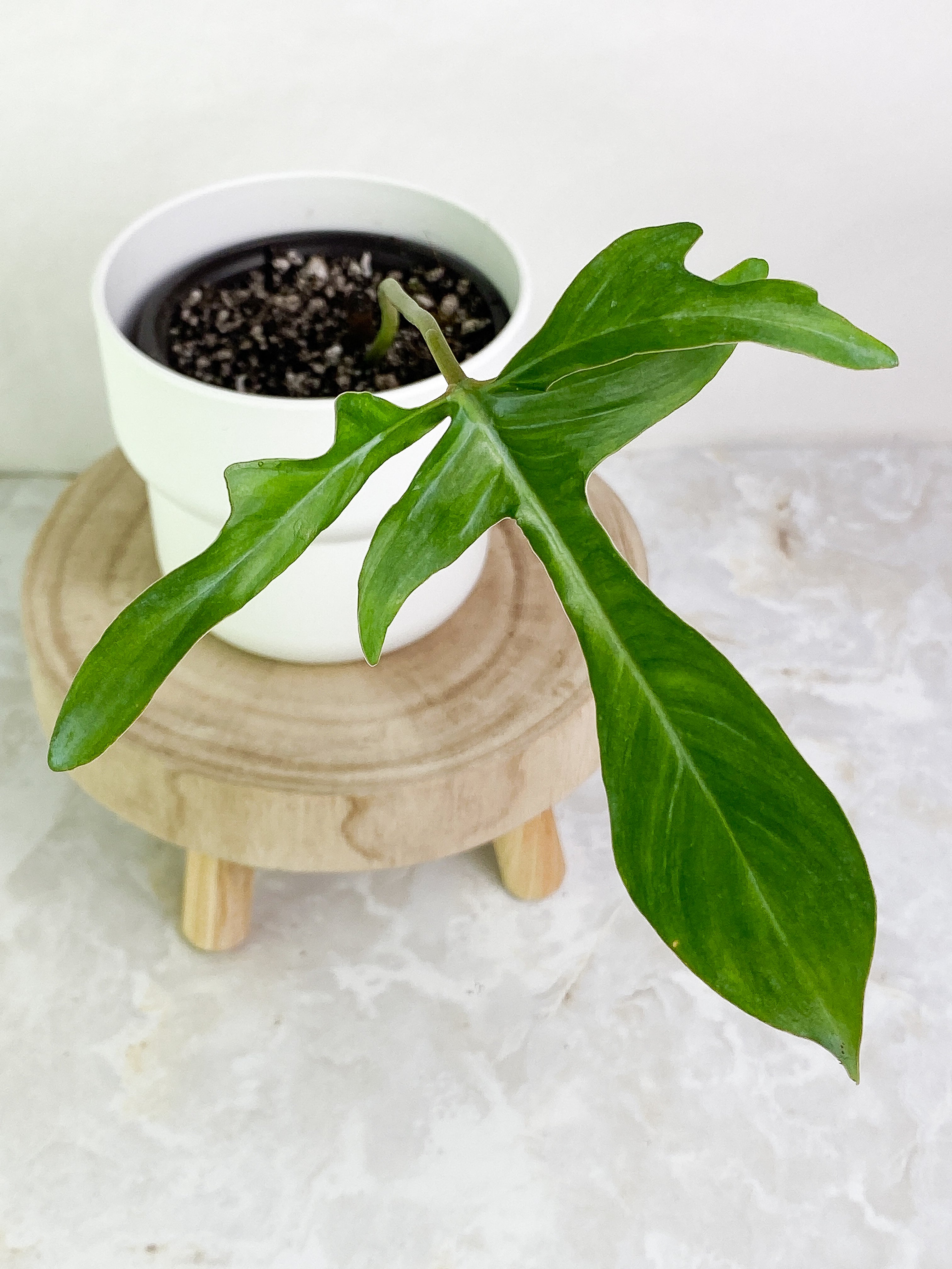 Philodendron gladhand 1 leaf rooting