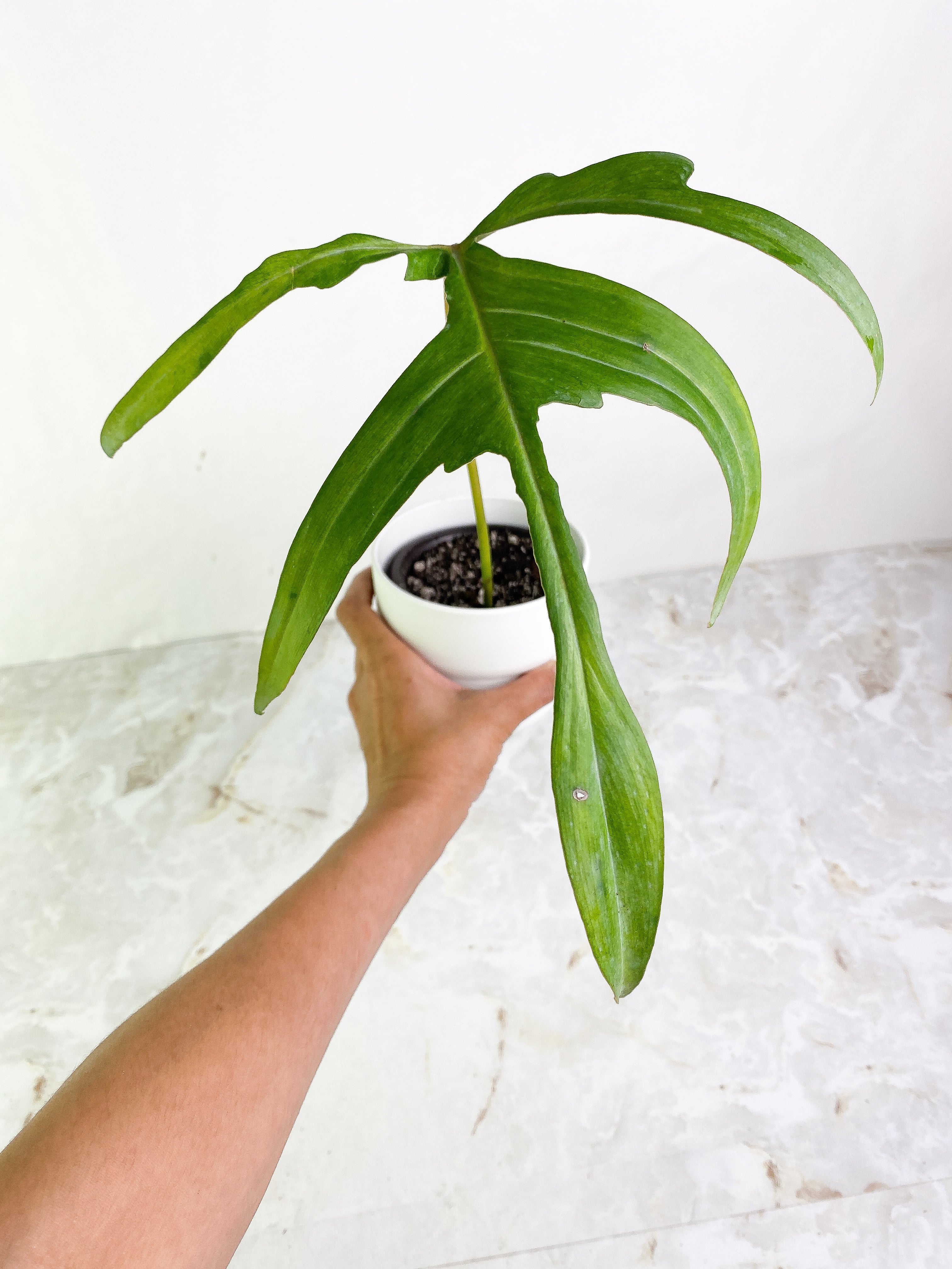 Philodendron gladhand 1 leaf rooting