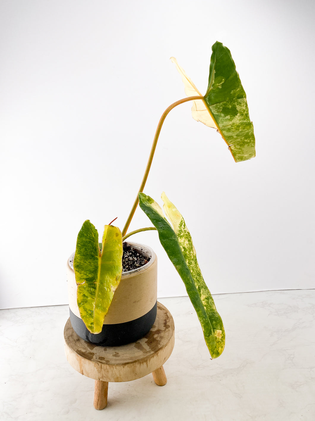 Philodendron Billietiae variegated Slightly Rooted 3 leaves 1 sprout Top Cutting