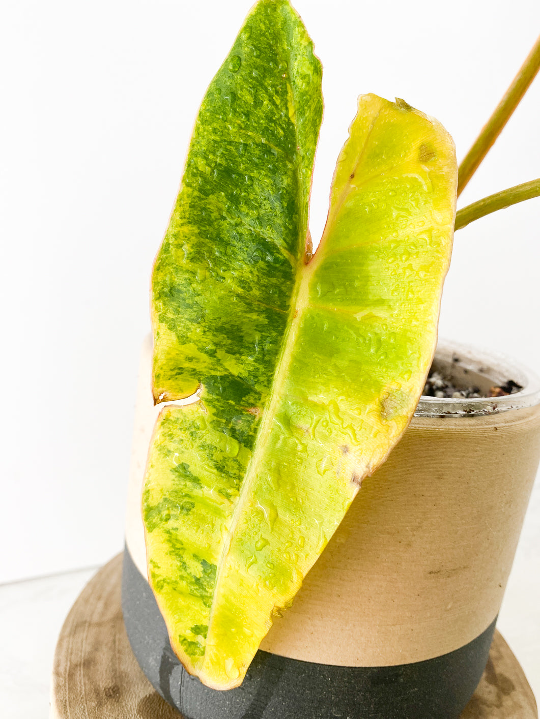 Philodendron Billietiae variegated Slightly Rooted 3 leaves 1 sprout Top Cutting