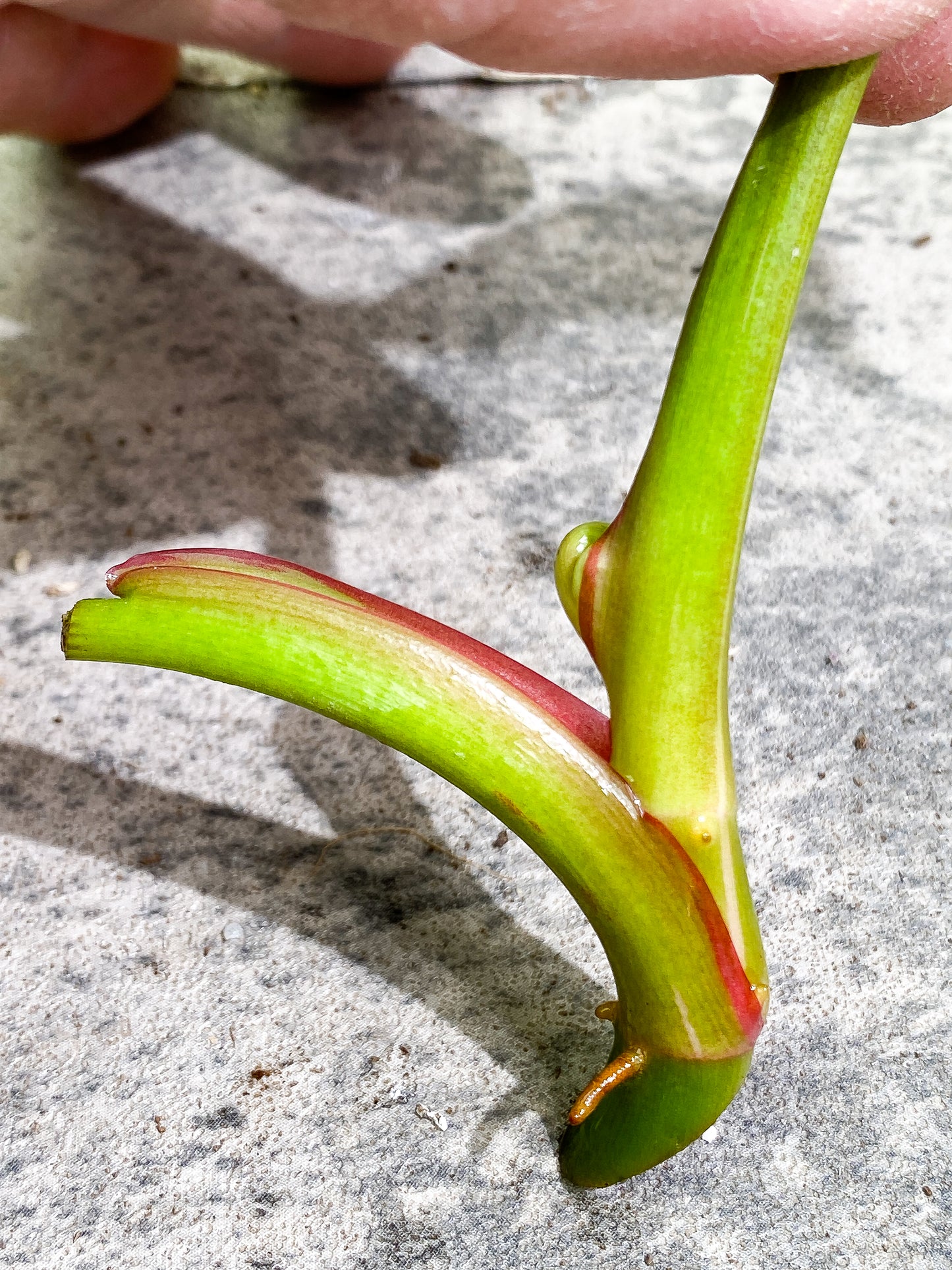 Philodendron White Princess 1 leaf 1 sprout double node Rooting Top Cutting