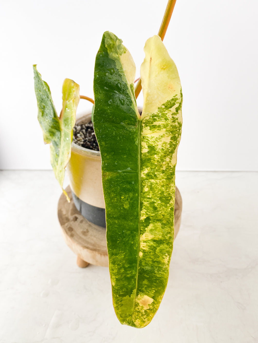 Philodendron Billietiae variegated Slightly Rooted 3 leaves 1 sprout Top Cutting