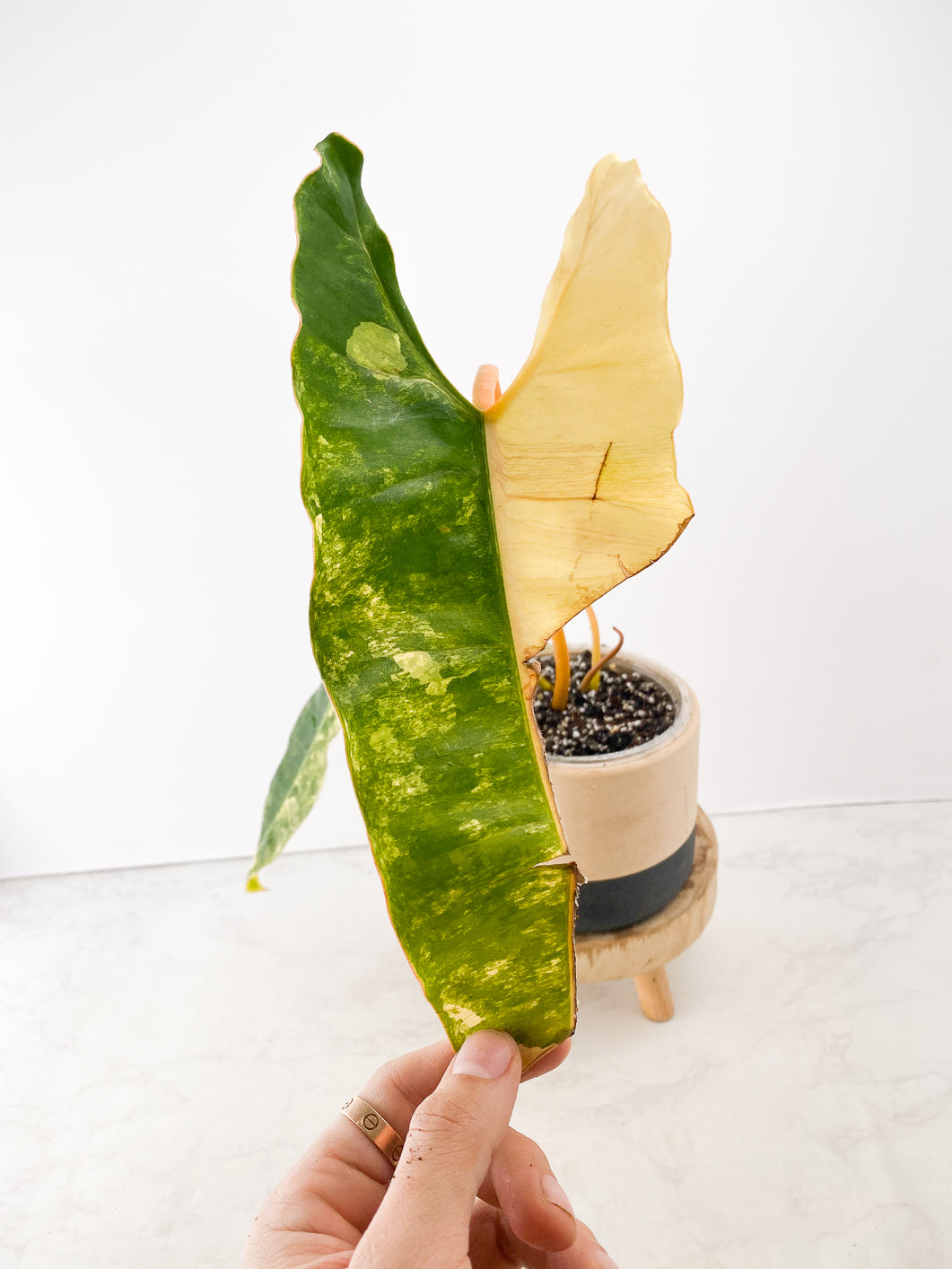 Philodendron Billietiae variegated Slightly Rooted 3 leaves 1 sprout Top Cutting