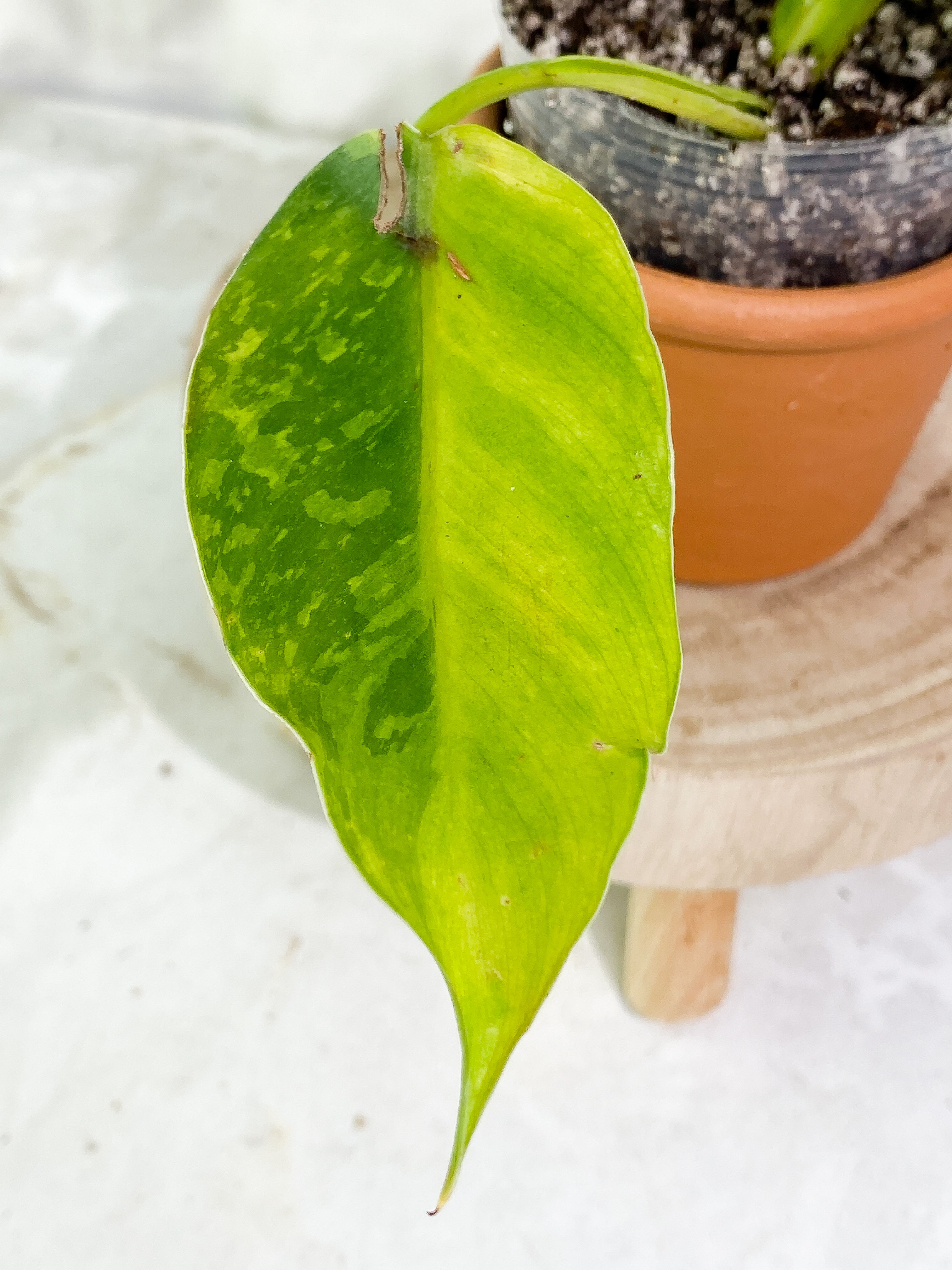 Philodendron jose buono