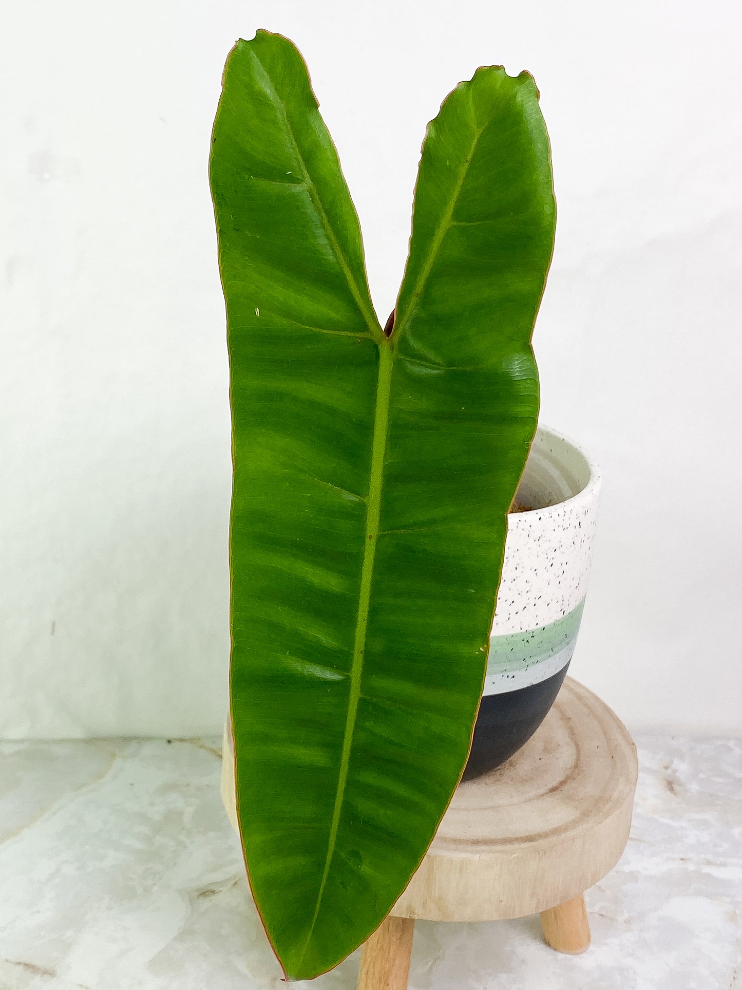 Philodendron Billietiae 1 big leaf 1 sprout Rooted
