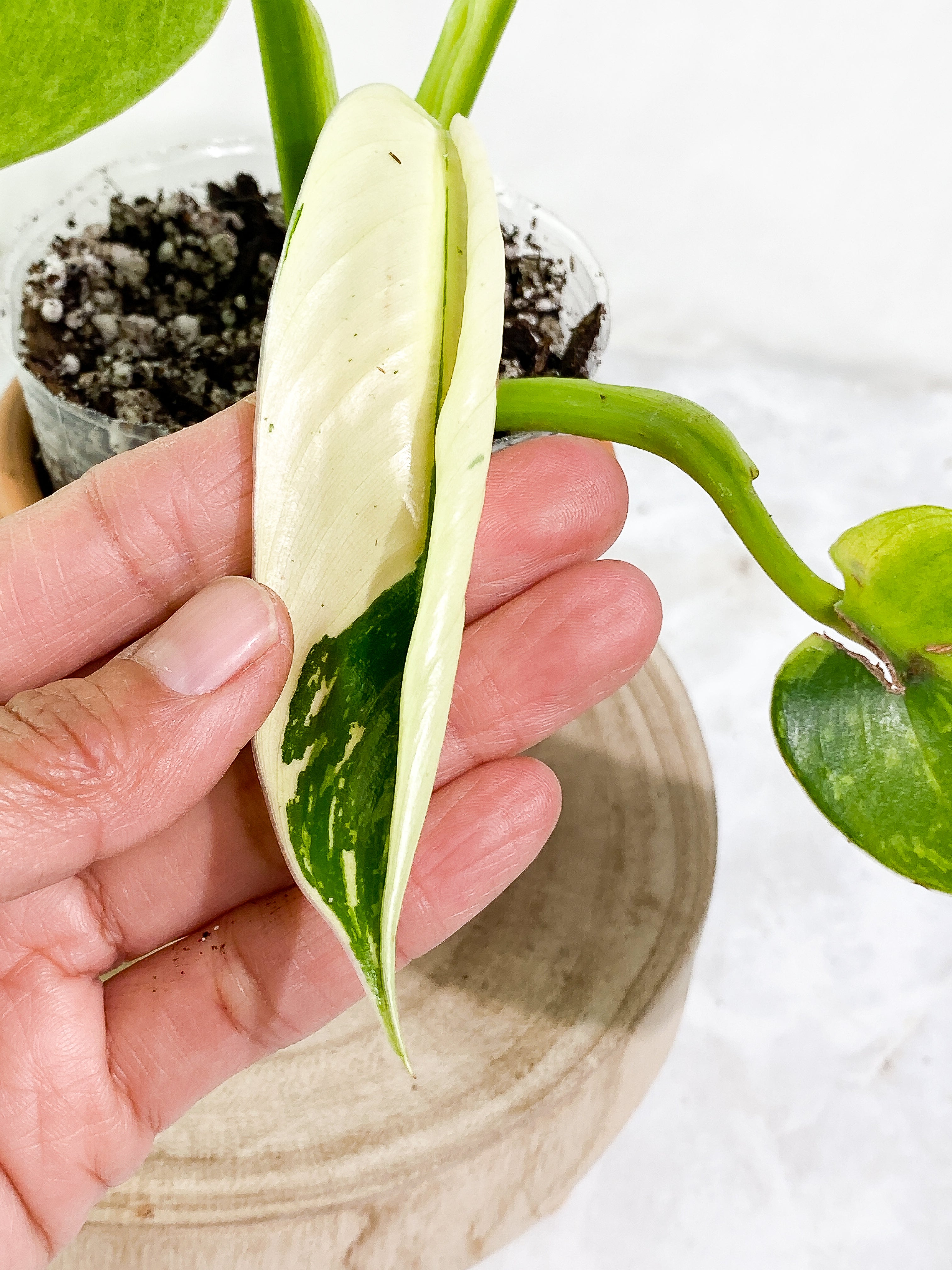 Philodendron jose buono