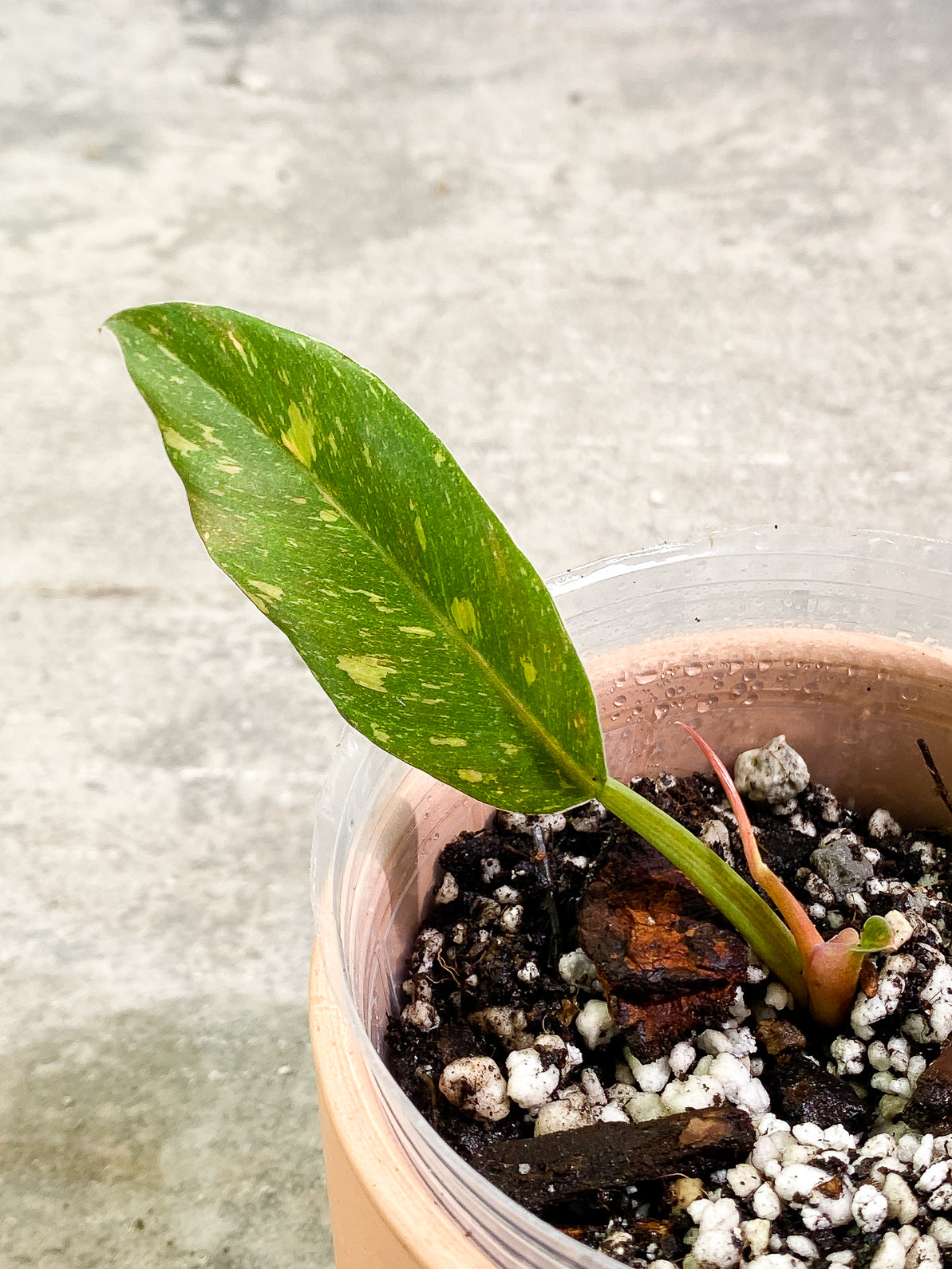 Philodendron Ring of Fire 2leaves 1 sprout slightly rooted