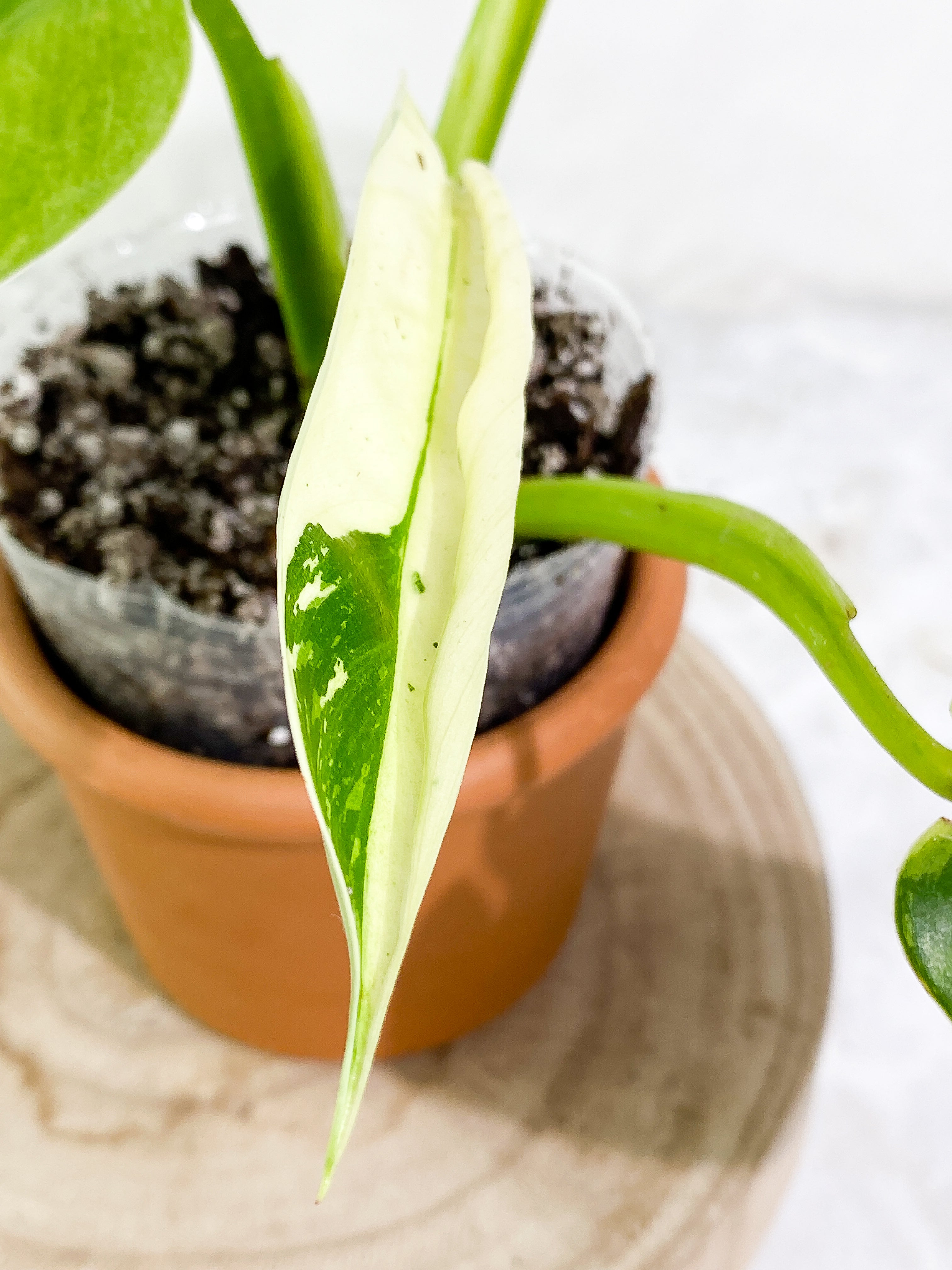Philodendron jose buono