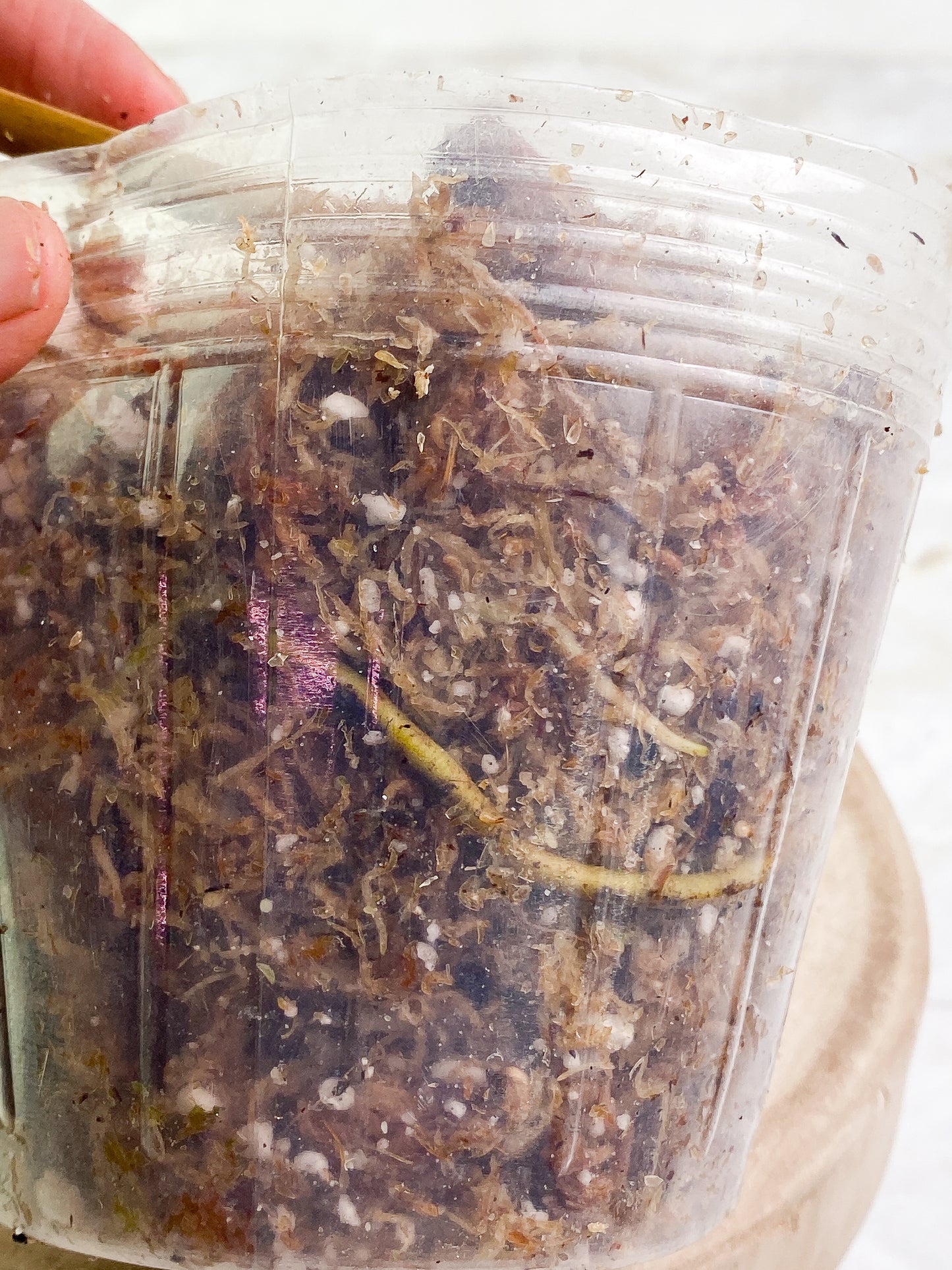 Philodendron Billietiae 1 big leaf 1 sprout Rooted