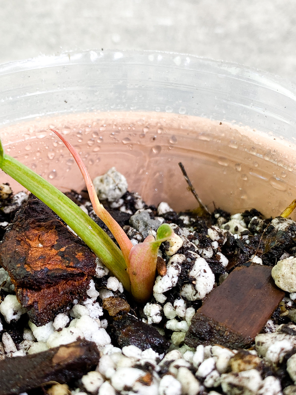 Philodendron Ring of Fire 2leaves 1 sprout slightly rooted