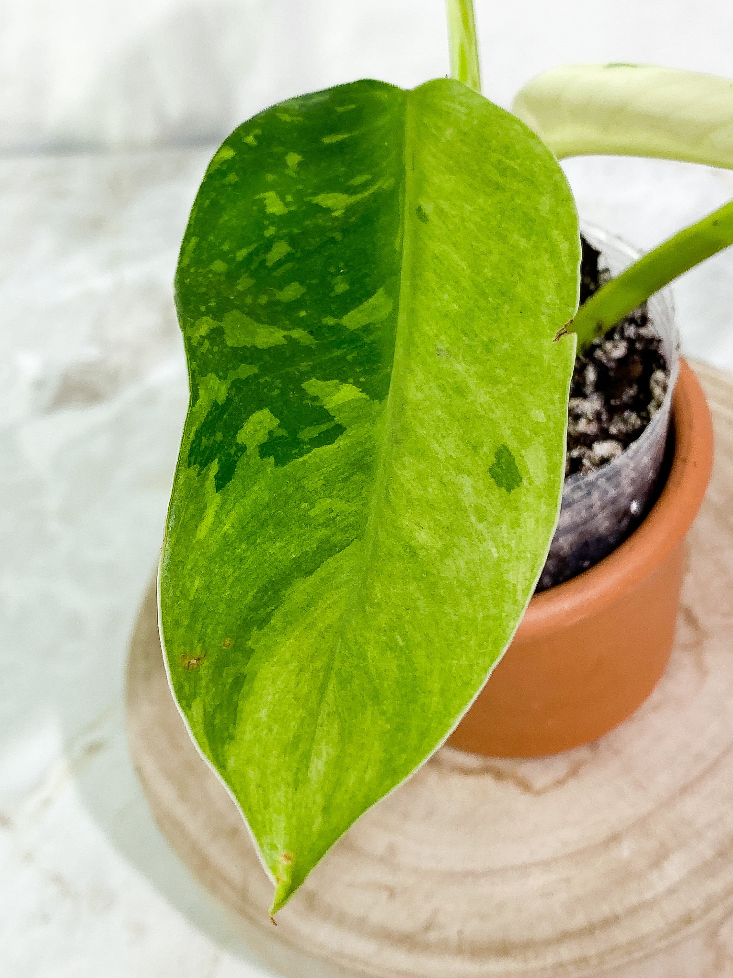 Philodendron jose buono