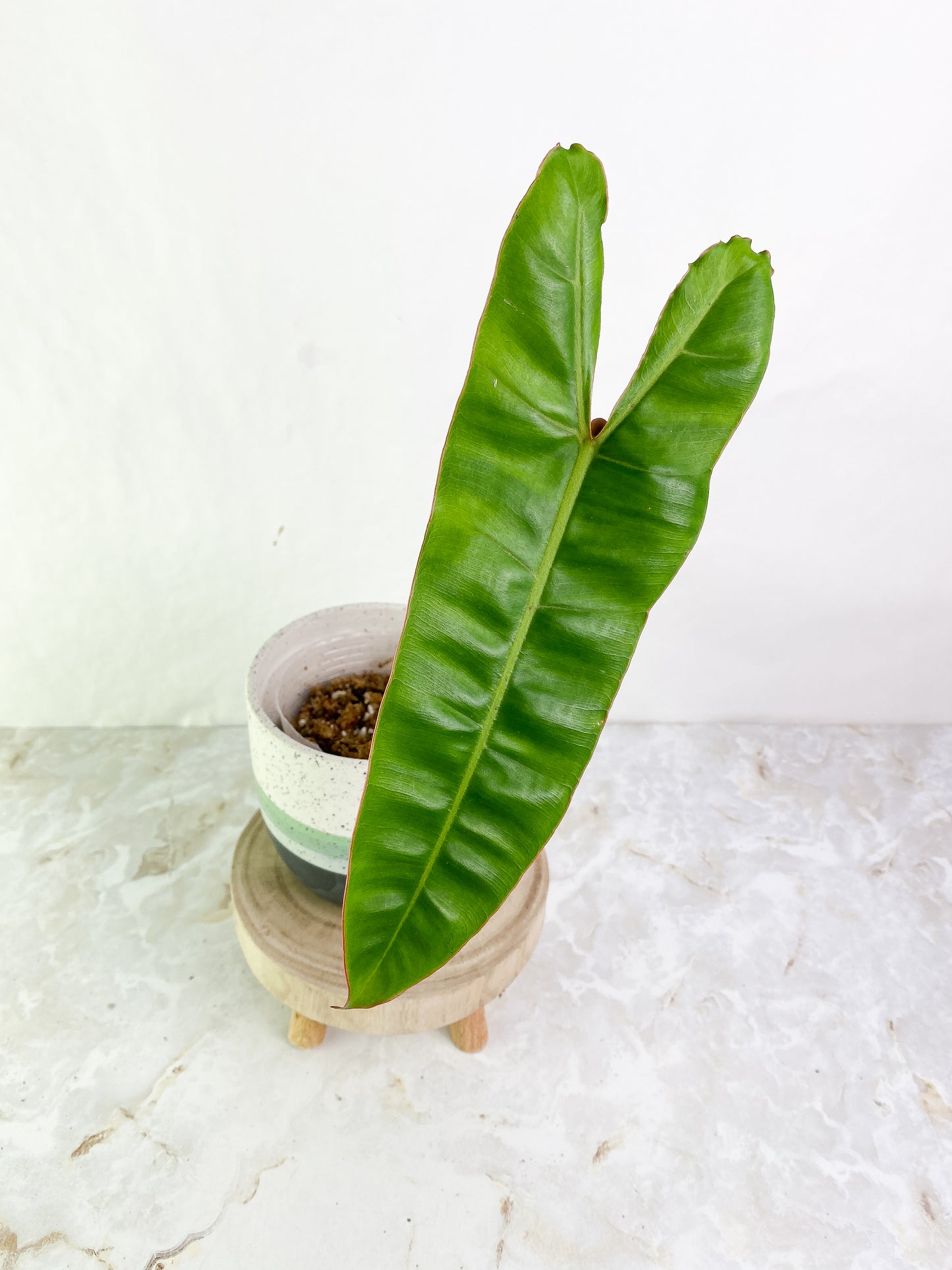 Philodendron Billietiae 1 big leaf 1 sprout Rooted