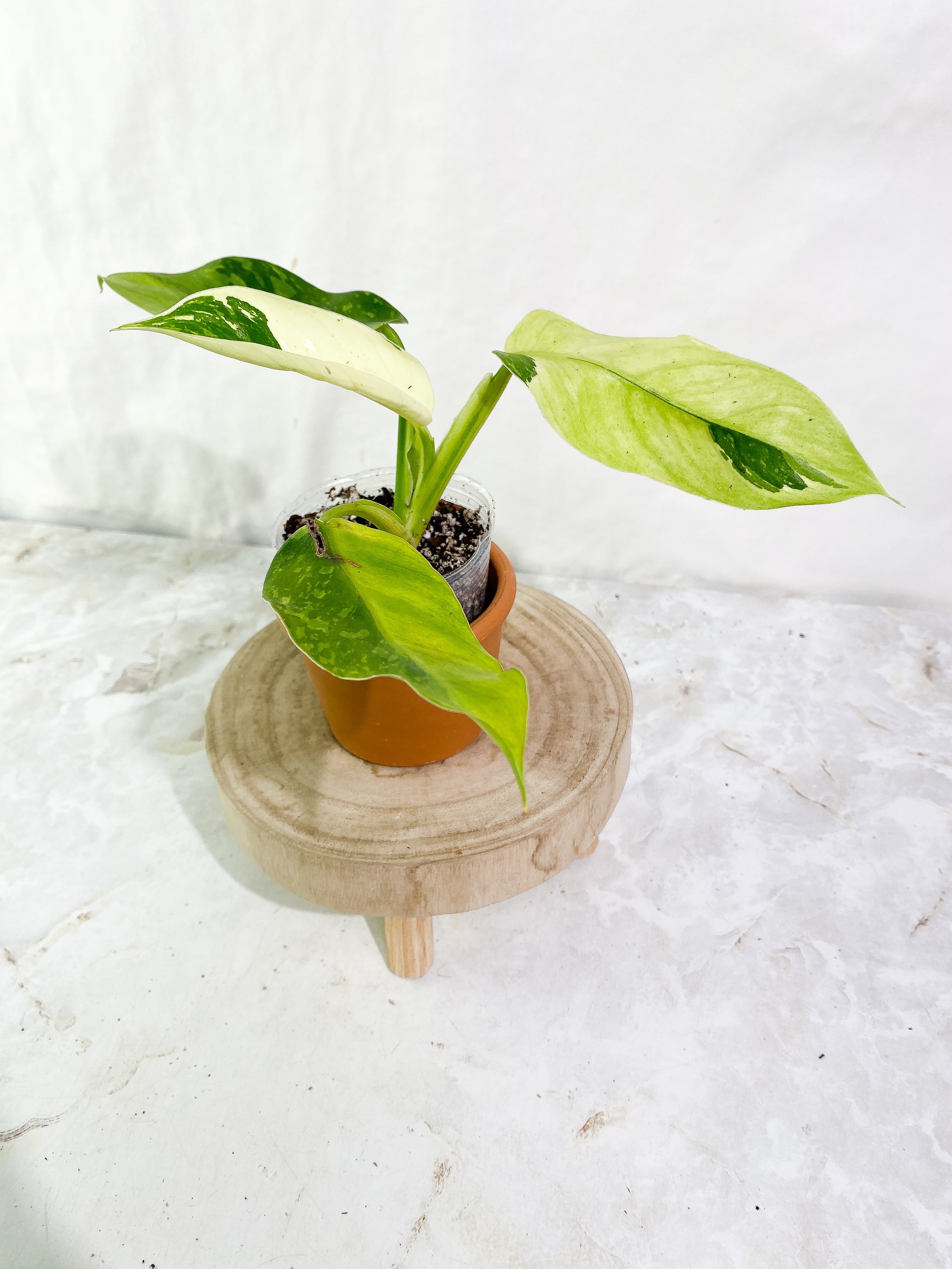Philodendron jose buono