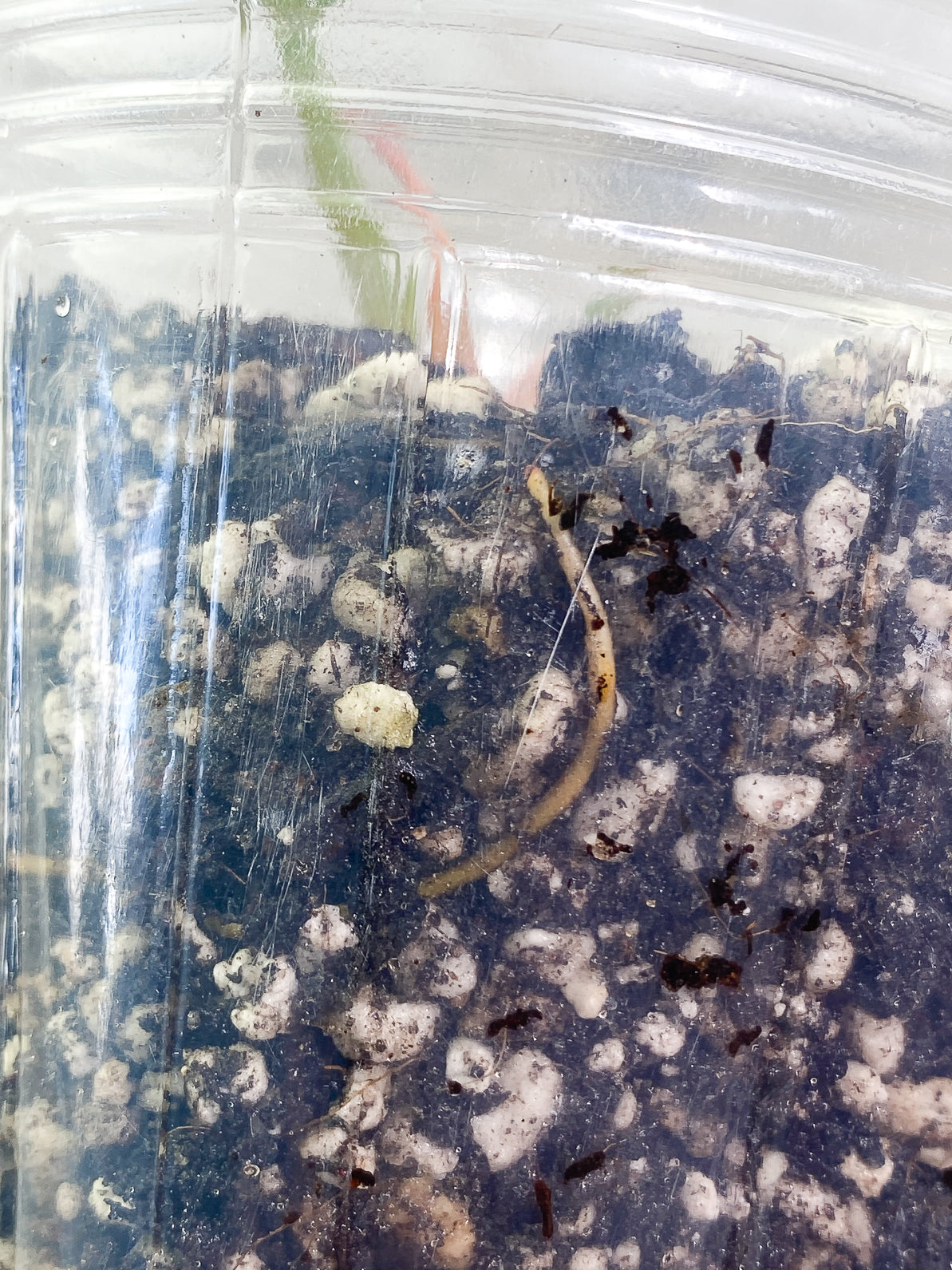 Philodendron Ring of Fire 2leaves 1 sprout slightly rooted