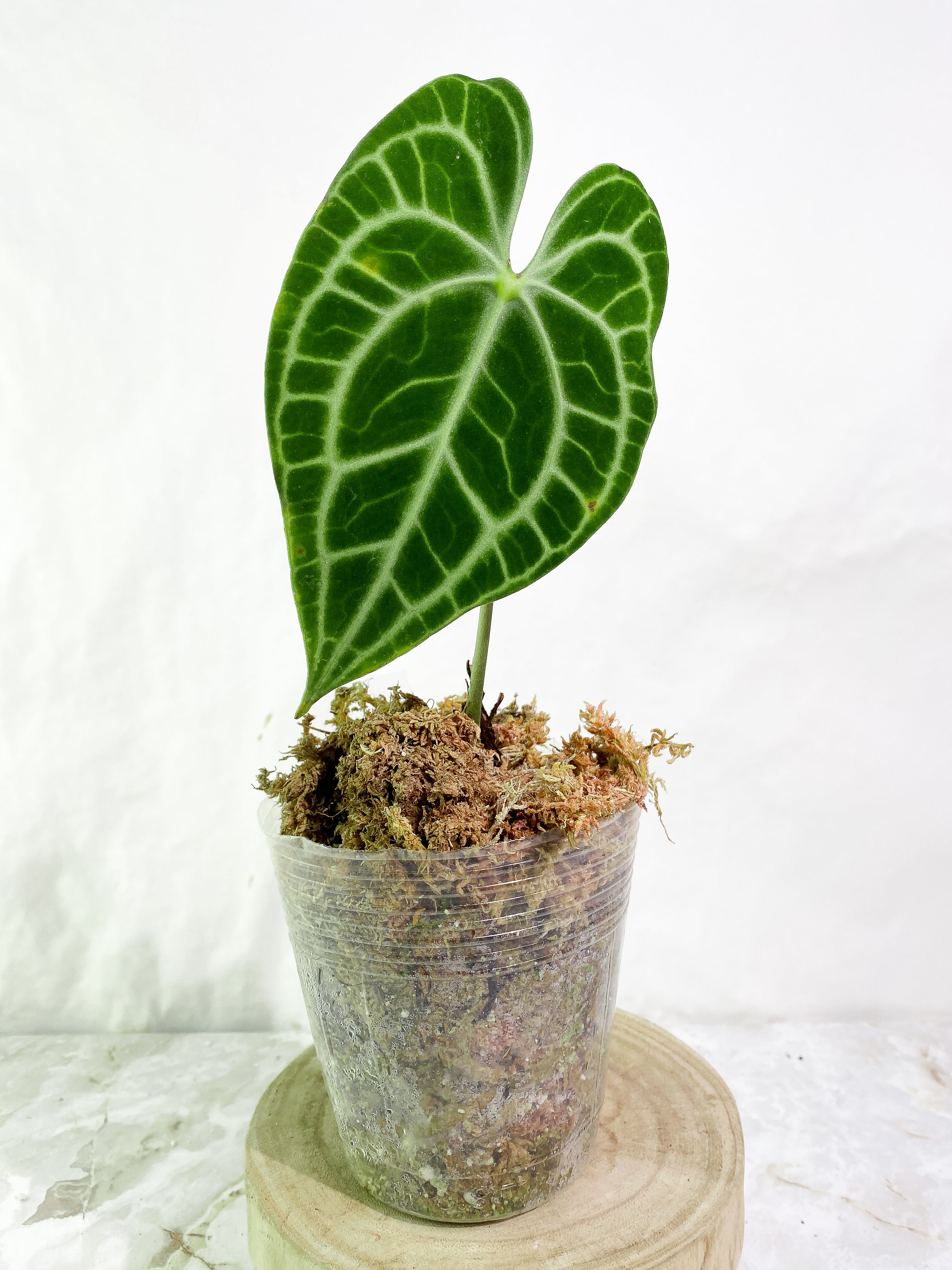 Anthurium King Clarinervium Rooted 1 leaf 1 sprout