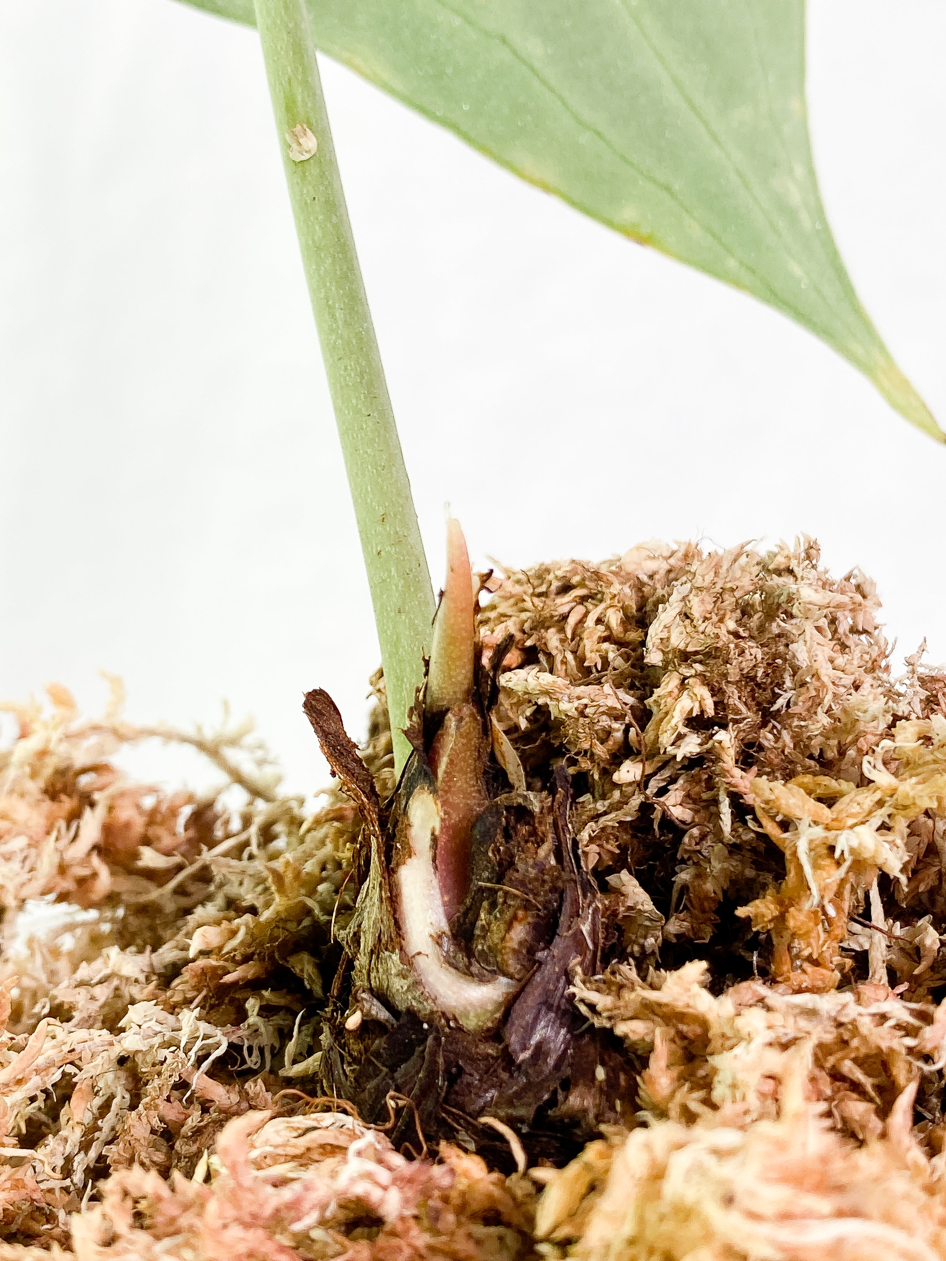 Anthurium King Clarinervium Rooted 1 leaf 1 sprout