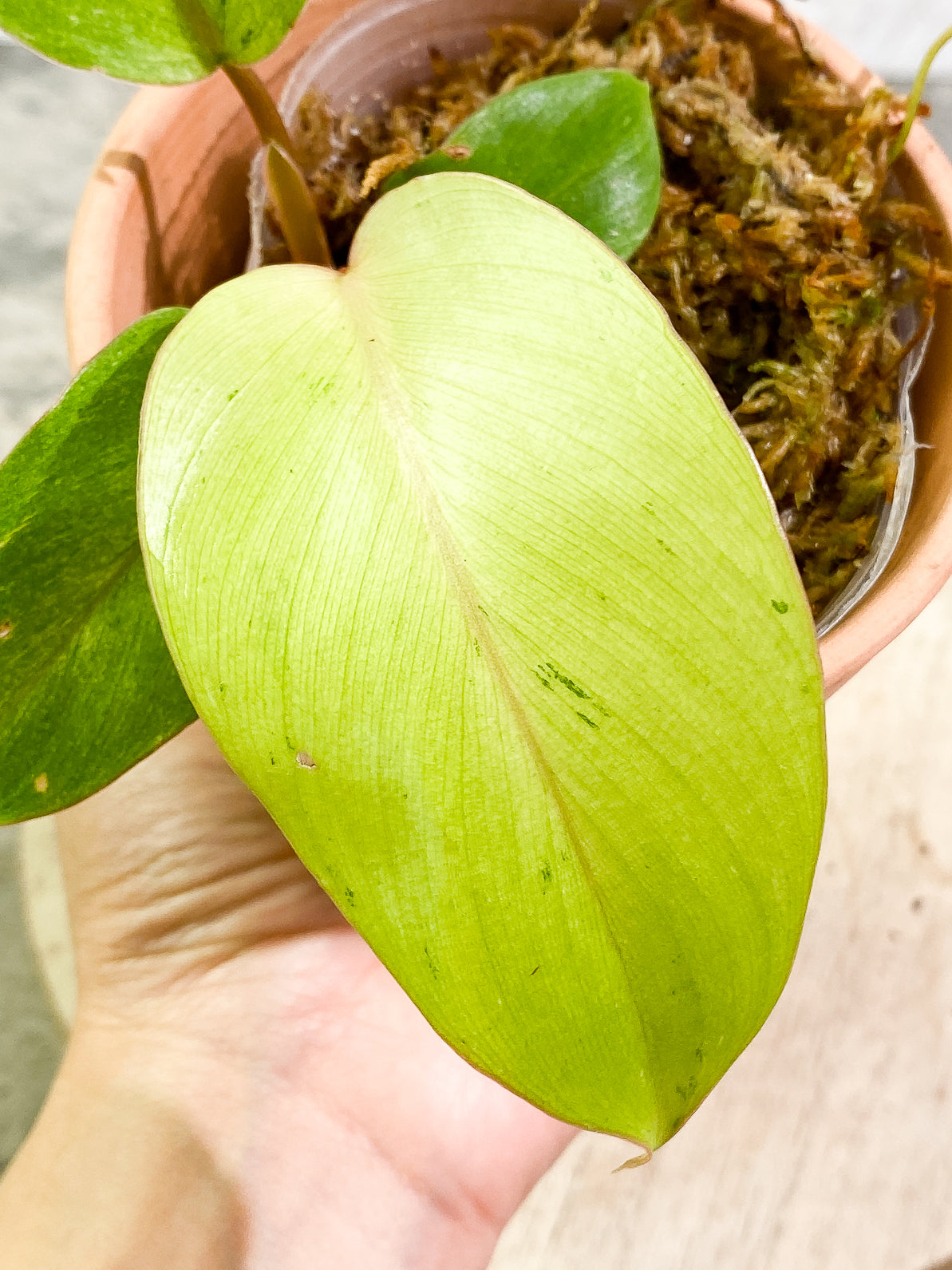 Philodendron Snowdrifts 3 leaves rooted