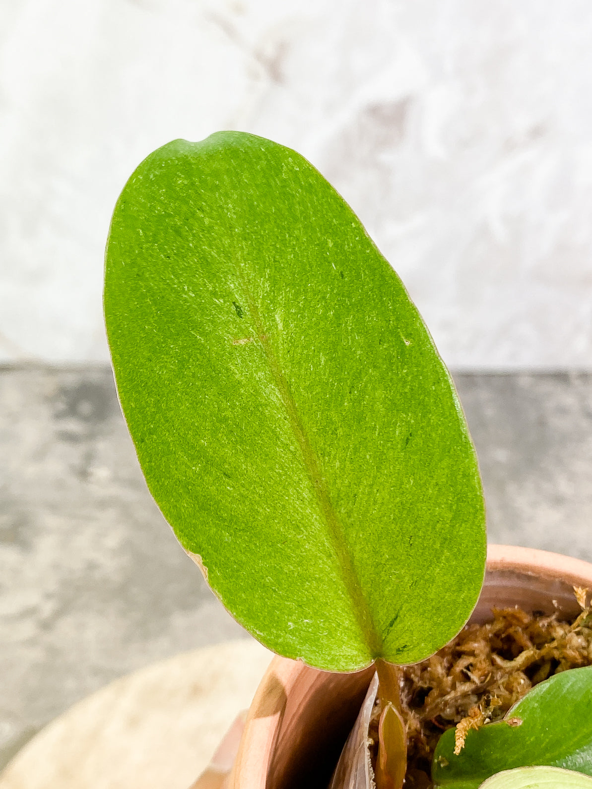 Philodendron Snowdrifts 3 leaves rooted