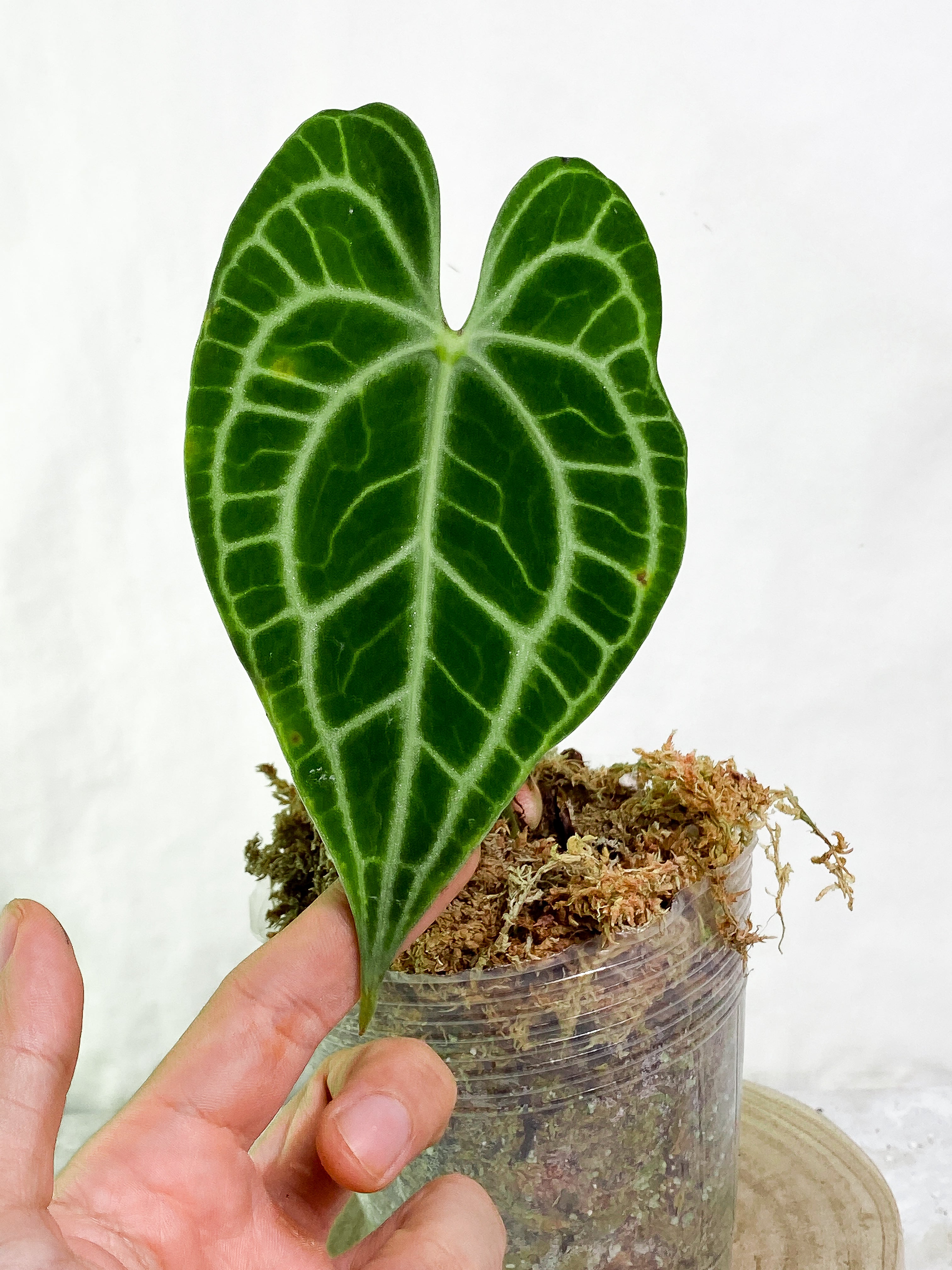 Anthurium King Clarinervium Rooted 1 leaf 1 sprout