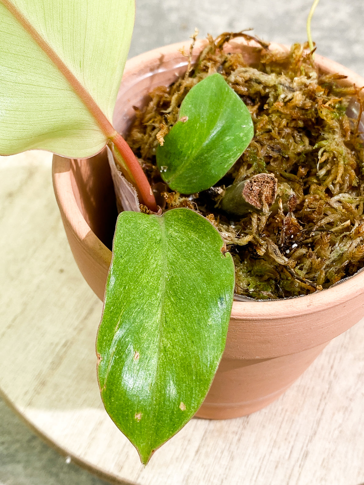 Philodendron Snowdrifts 3 leaves rooted