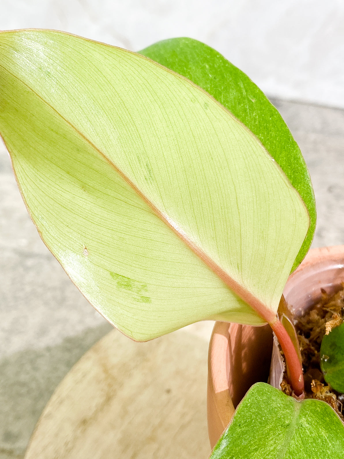 Philodendron Snowdrifts 3 leaves rooted