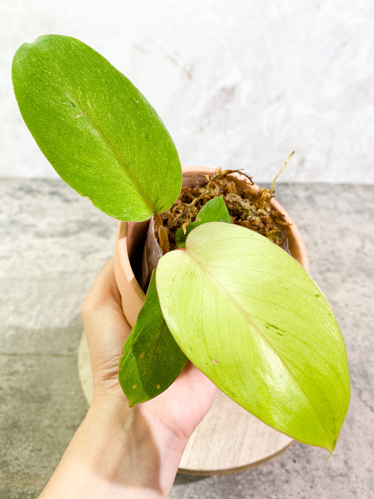 Philodendron Snowdrifts 3 leaves rooted