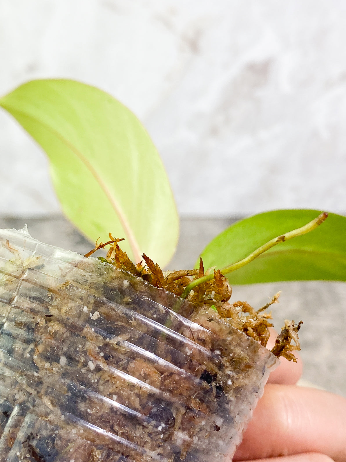 Philodendron Snowdrifts 3 leaves rooted