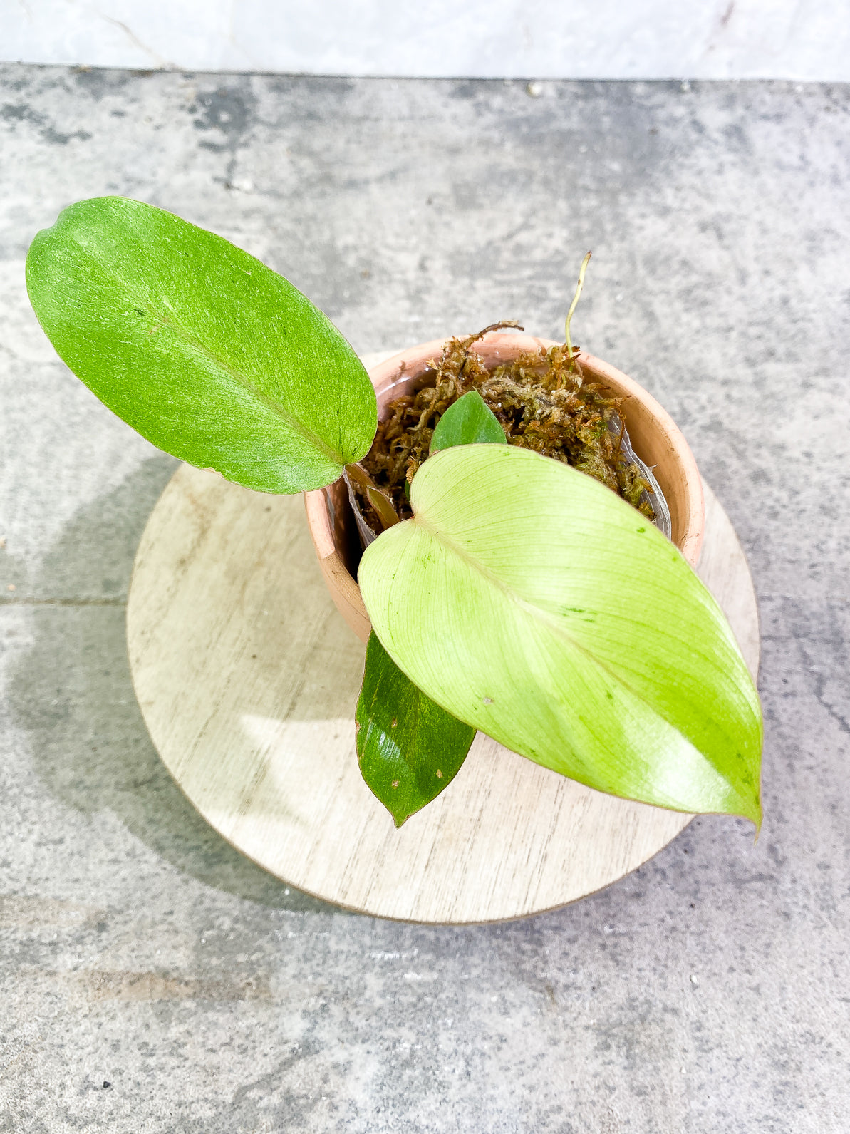 Philodendron Snowdrifts 3 leaves rooted