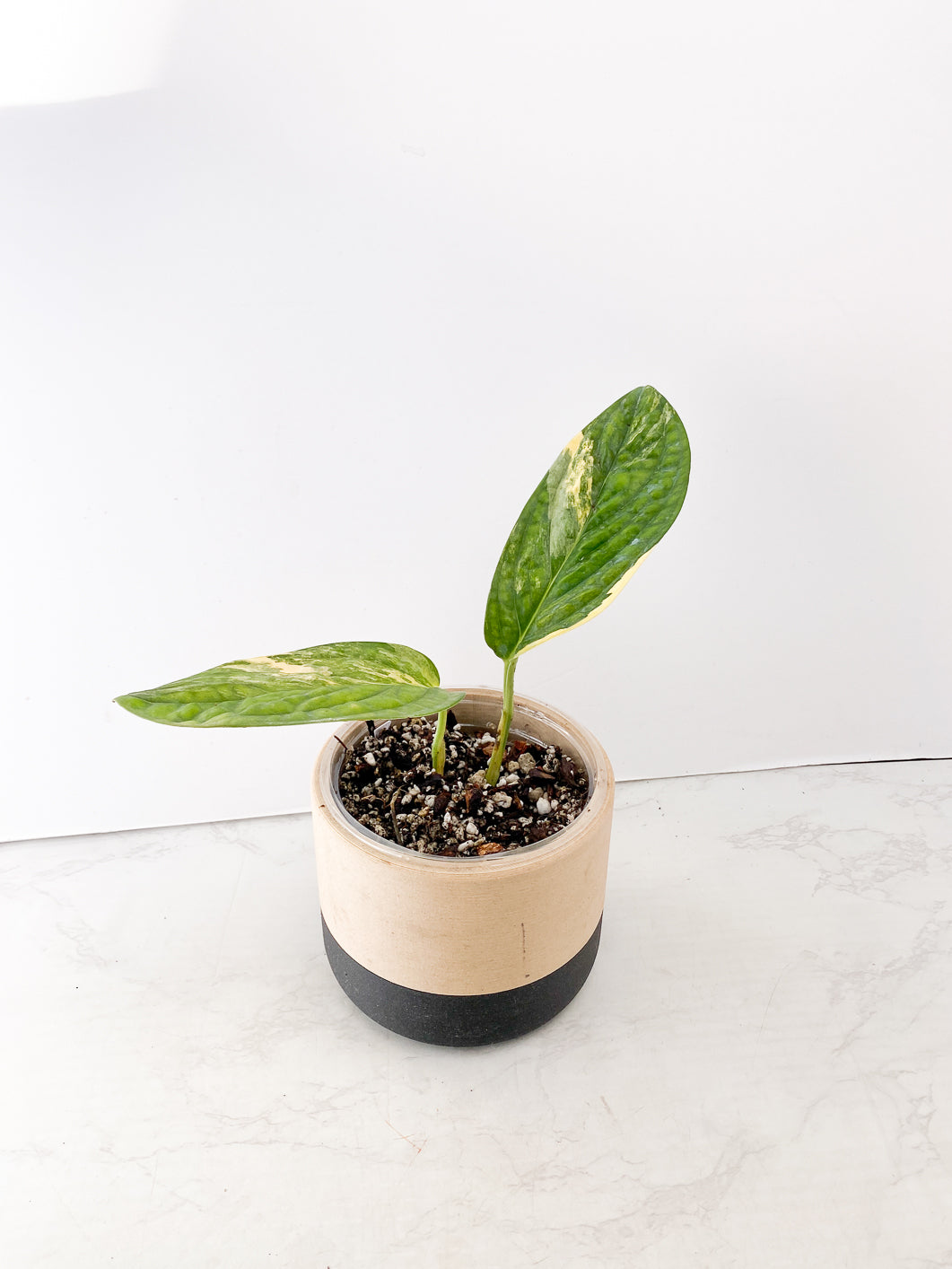 Monstera Peru Variegated 2 leaves rooted