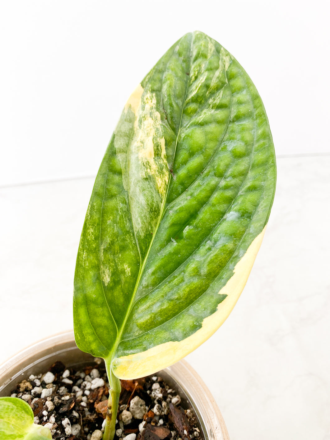 Monstera Peru Variegated 2 leaves rooted