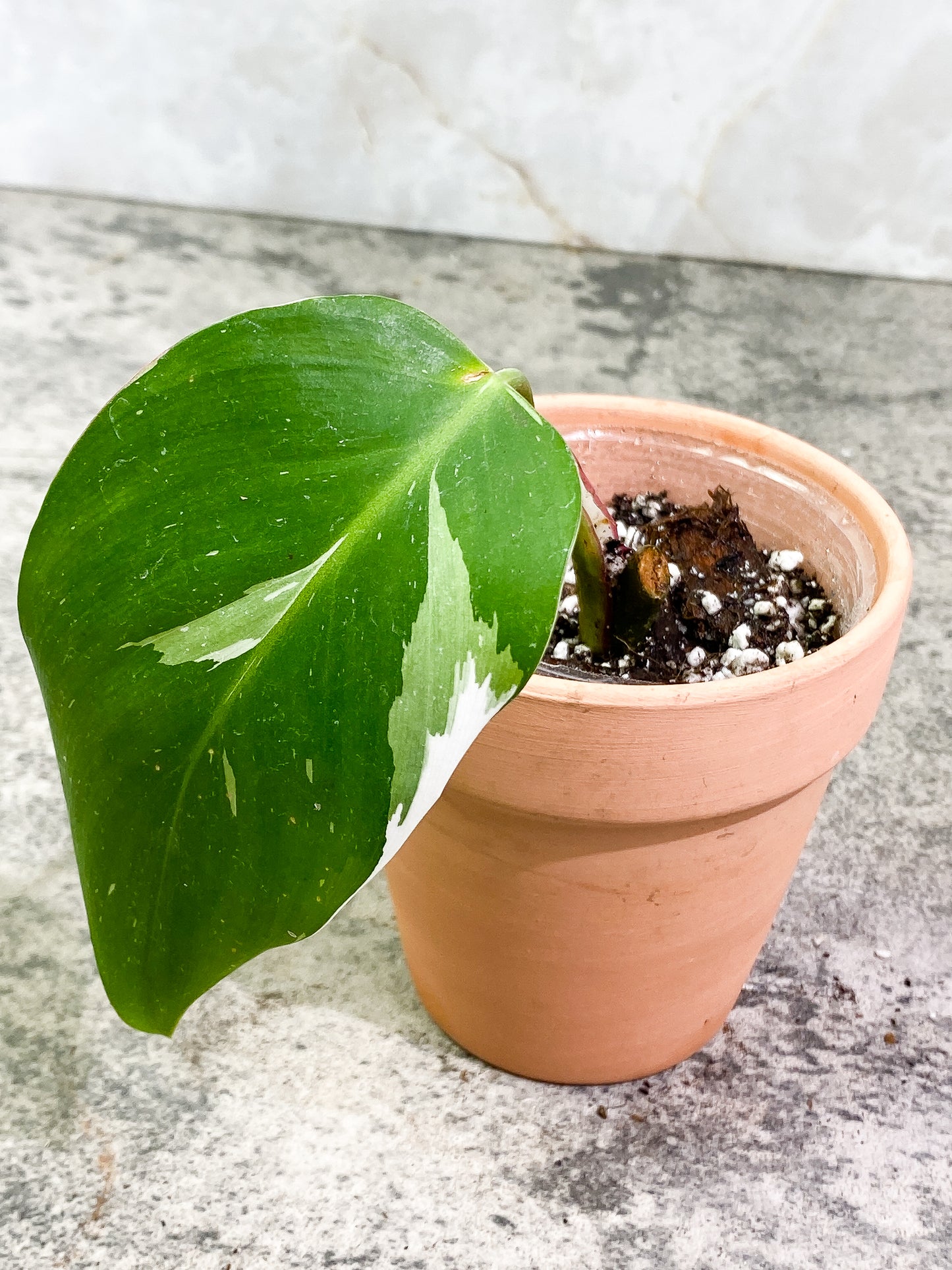 Philodendron White Princess 1 leaf Slightly Rooted